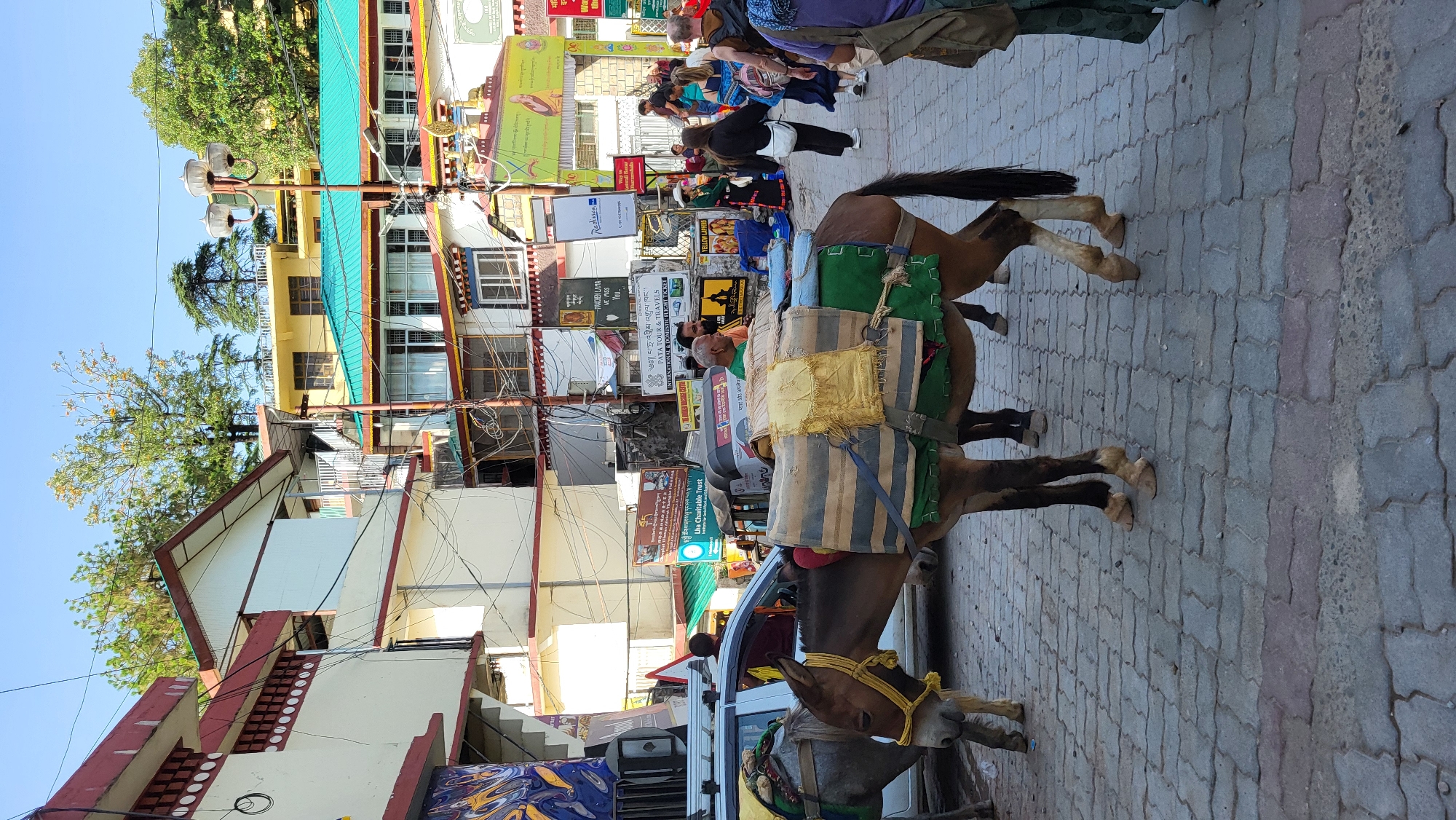The image shows a street scene in Dharamshala, India. Two donkeys are standing on a cobblestone road, heavily laden with packages. Buildings line both sides of the road, featuring storefronts with signs in English and Tibetan script. Overhead power lines are visible, creating a web against the sky. People can be seen walking in the background, going about their business. A white car is parked near the donkeys. Signs indicate businesses such as "Radisson," "PANDIEN LAMA," "PATA TOUR & TRAVELS," and "Lha Charitable Trust." The sky is clear blue.
