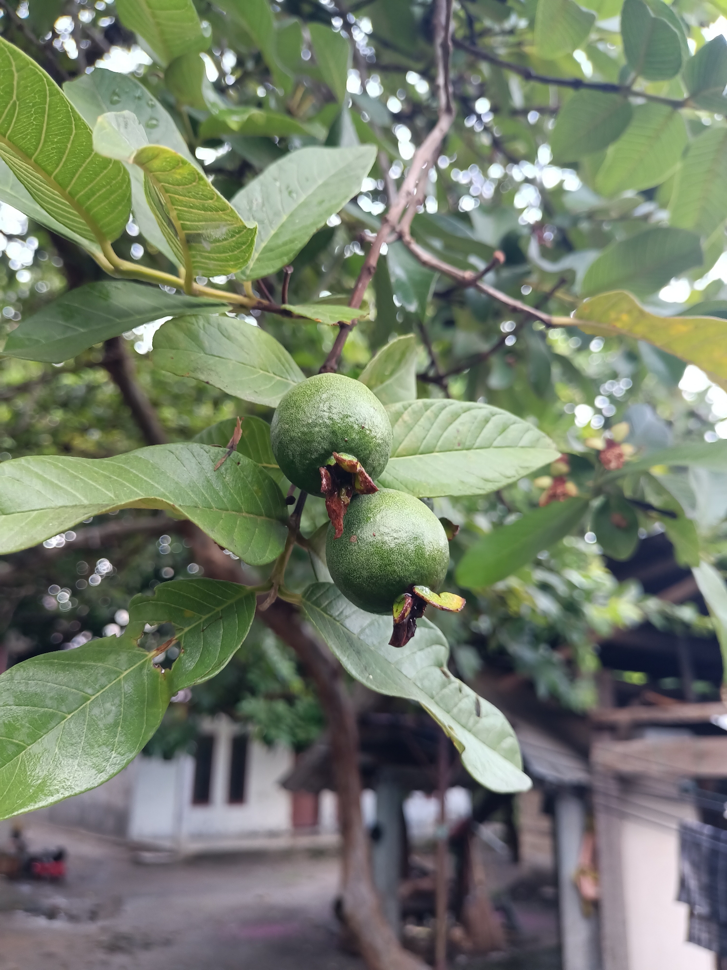 The image shows two small, green guavas hanging from a branch on a guava tree. The guavas are round and have a textured surface. They are surrounded by lush green leaves, some of which have slight damage or imperfections. The background is blurred, but it appears to be an outdoor setting with some buildings and trees visible. The overall impression is that of a natural, rustic environment.
The location is specified as the city of Bireuenmeunasahblang, Indonesia. This context suggests a tropical or subtropical climate, which is conducive to growing guava trees. The presence of buildings in the background indicates that this is likely a residential area or a place where fruit trees are cultivated near homes. The image is captured in daylight, with natural light illuminating the scene. The focus is primarily on the guavas and the surrounding foliage, with the background elements serving as context rather than central subjects.