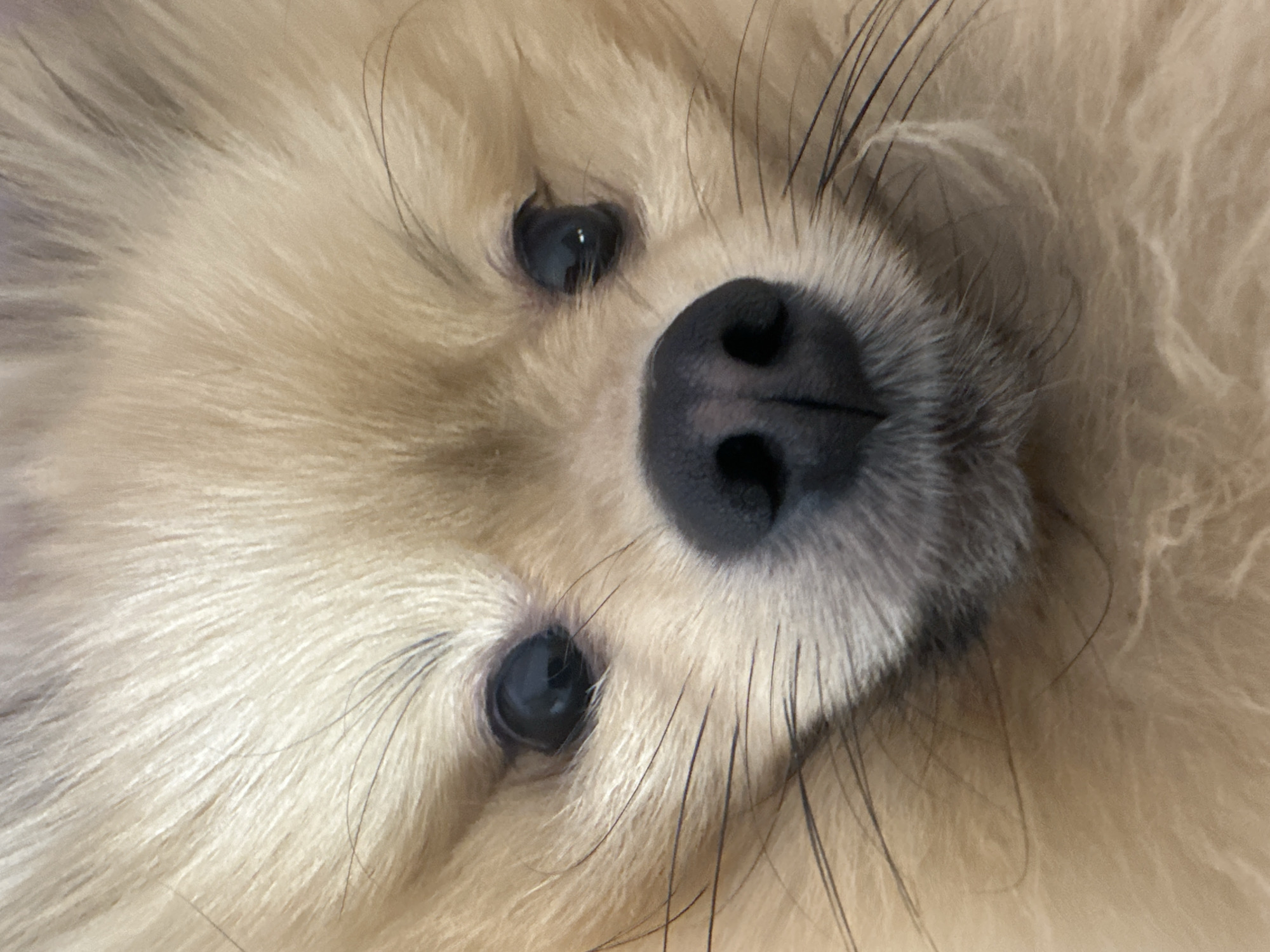 A close-up shot focuses on the face of a light-furred dog, likely a Pomeranian, angled towards the viewer. The dog's black nose is prominent, featuring a distinctive heart-shaped division between the nostrils. Dark, shiny eyes are positioned symmetrically above the nose. Long, black whiskers extend from the snout area. The background is out of focus, consisting of the same light-colored fur as the dog's face. There is no information available in the image regarding Votkinsk, Russia.