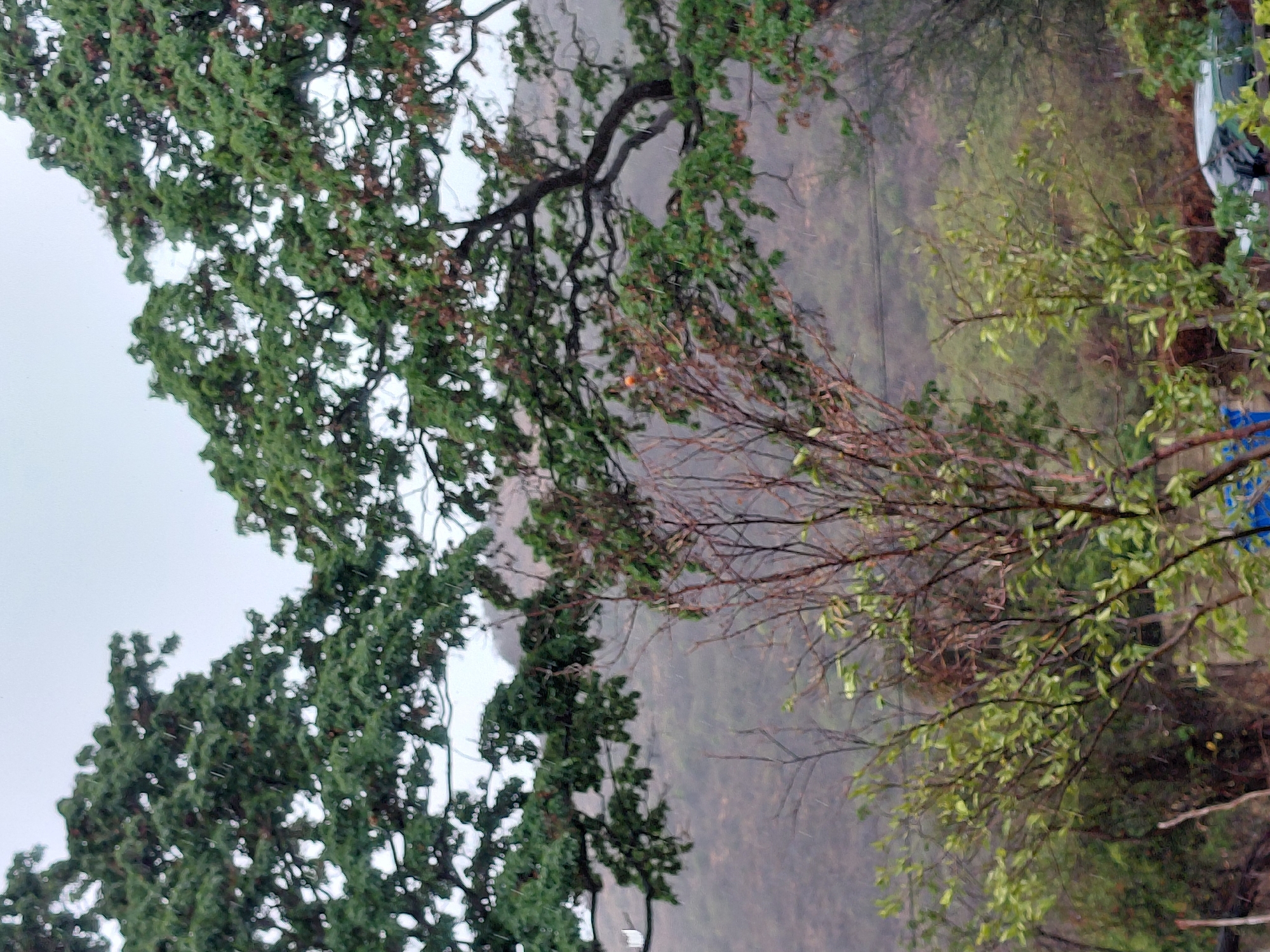 The image presents an outdoor scene in Santa Ana, Venezuela, dominated by dense foliage under overcast and possibly rainy conditions. The perspective appears to be from an elevated viewpoint, looking down or across a landscape.
On the left side of the frame, a large tree with vibrant, dark green leaves and prominent branches extends, occupying a significant portion of the view. Its canopy is full, and individual leaves and clusters are visible, some exhibiting reddish-brown undertones. The branches are thick and appear wet or glistening.
Towards the center and right, a collection of smaller trees and bare branches are prominent. These branches are thinner, forming a complex pattern against the hazy background. Some branches bear lighter green leaves, suggesting newer growth or a different species, while others are mostly bare, displaying a brownish hue. Small, faint white streaks are present across the image, indicative of falling rain or mist.
The background consists of a soft, muted landscape, likely distant hills or terrain, heavily obscured by atmospheric haze, mist, or rain. The colors are subdued, primarily shades of grey and muted green, giving the scene a serene yet damp ambiance.
On the far right, partially hidden by the foliage, there is a subtle glimpse of what might be a man-made object or structure, appearing to have blue and white elements, but it is largely indistinct. No human figures or discernible text are visible. The time of day is daytime, but the heavy cloud cover results in diffused, even lighting.