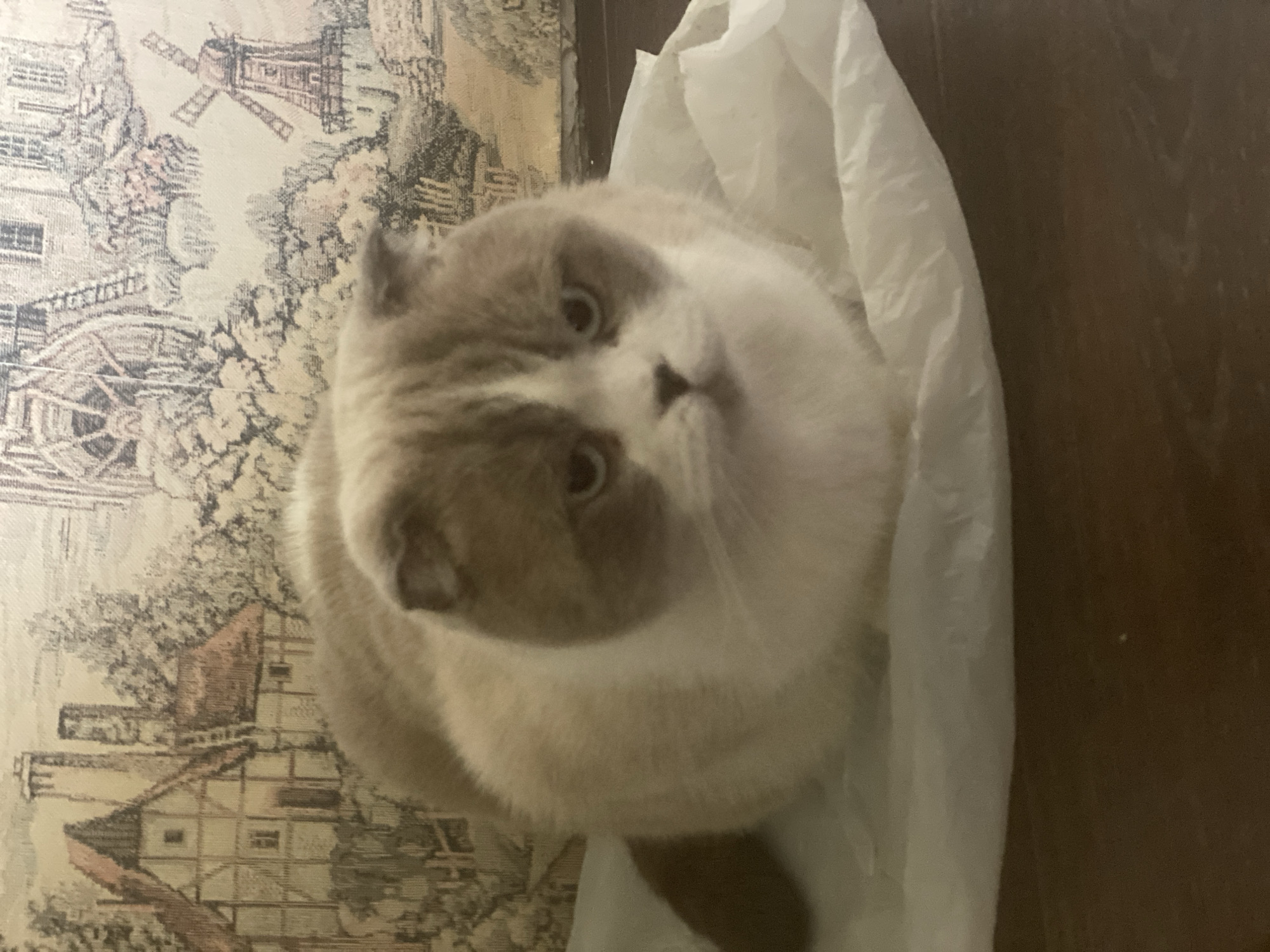 A medium, top-down shot shows a Scottish Fold cat sitting in a crumpled white plastic bag. The cat has cream and gray fur. Its face is mostly cream with a gray patch on its forehead. The background includes a wall with patterned wallpaper depicting a landscape with buildings and a windmill. A dark wooden surface is to the right of the plastic bag. The location is not evident from the image.