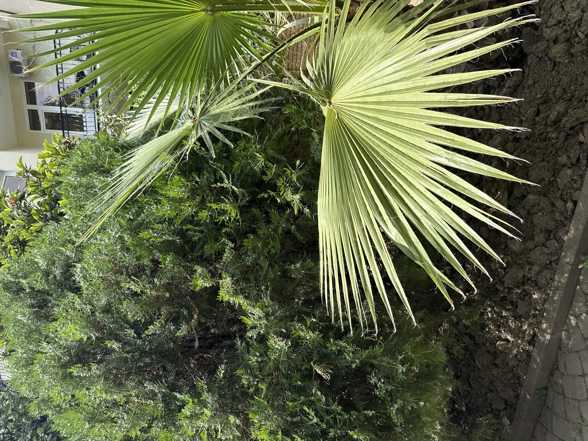 In Sochi, Russia, an outdoor scene depicts a close-up view of lush green vegetation against a building. A dense, evergreen shrub with small, cone-like structures occupies the left and central portions of the frame. To the right, two palm fronds dominate the foreground, one larger and closer to the viewer, with its segmented leaves extending downward, and a smaller, slightly more distant frond positioned above and behind it. The fronds have a delicate, fringed appearance along their edges, with fine, wispy fibers. Behind the foliage, a building with cream-colored walls and a balcony with a black railing is visible, along with an air conditioning unit. The ground in front of the shrub is a dark, tilled soil, and a paved area with cobblestone-like patterns and a concrete border is present in the lower section of the image. The scene is illuminated by natural sunlight, casting shadows and highlighting the textures of the plants and the ground.
