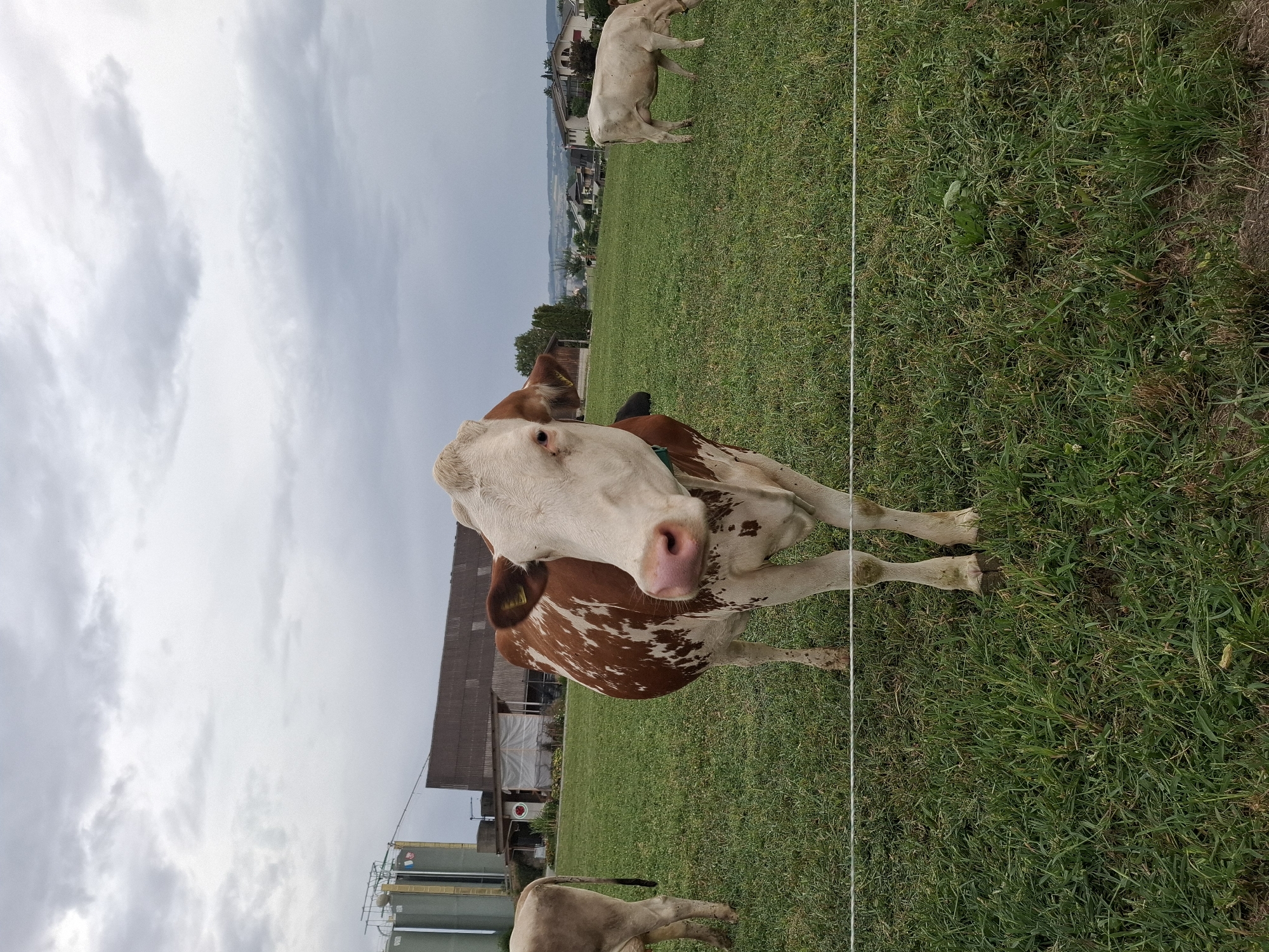A brown and white cow is standing in a grassy field in Hochdorf, Switzerland. The cow is facing the camera and its head is turned slightly to the left. The cow has brown patches on its white fur and a pink nose. In the background, there are other cows, a building with silos, and houses. The sky is cloudy and gray.