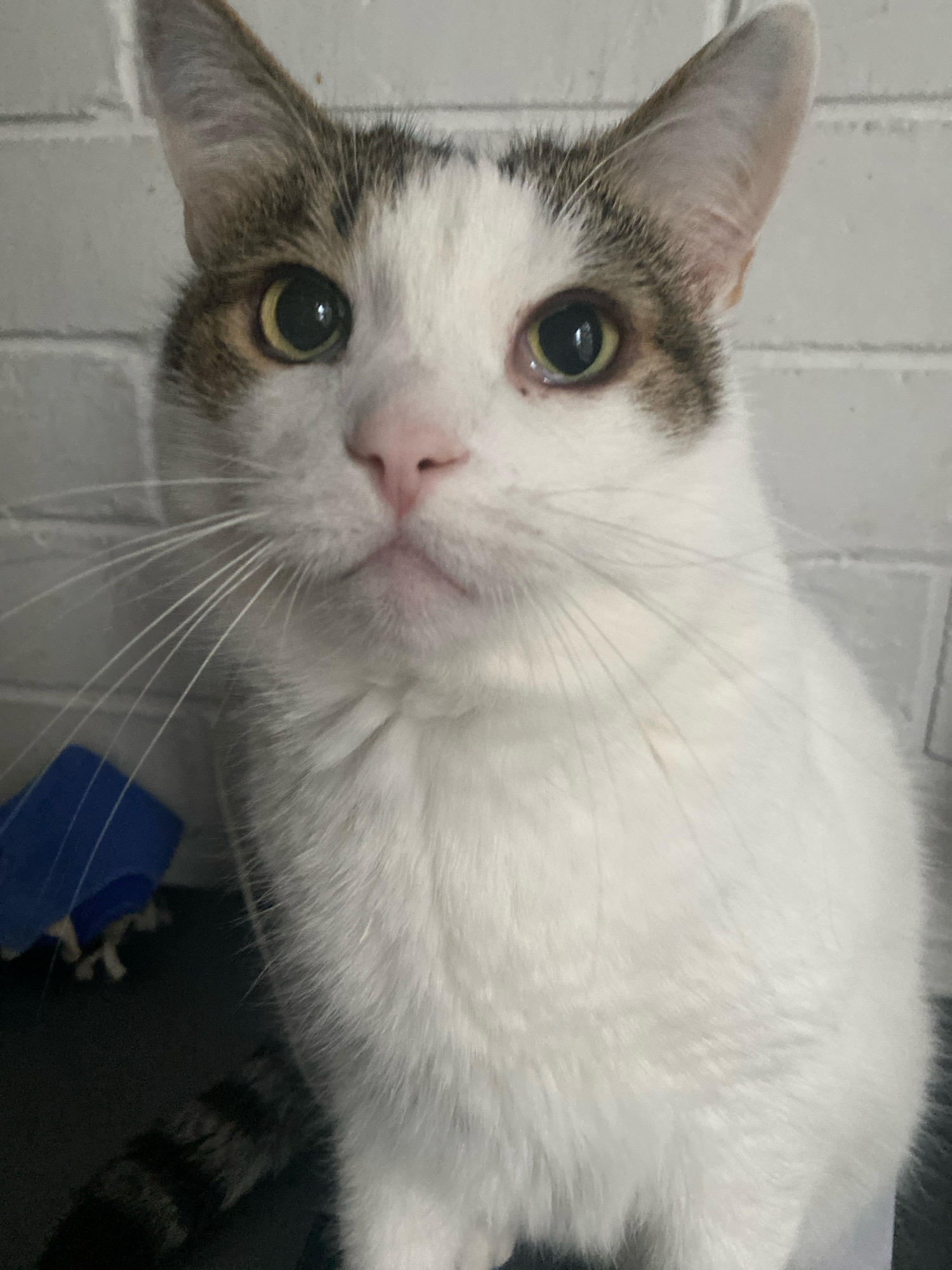 A close-up shot captures a tabby and white cat with large, round eyes and prominent white whiskers. The cat's head is tilted slightly, and its pink nose is visible. The background consists of a white brick wall. The cat is positioned in the city of Machulishchy, Belarus. The image shows the cat in a domestic setting, possibly indoors.