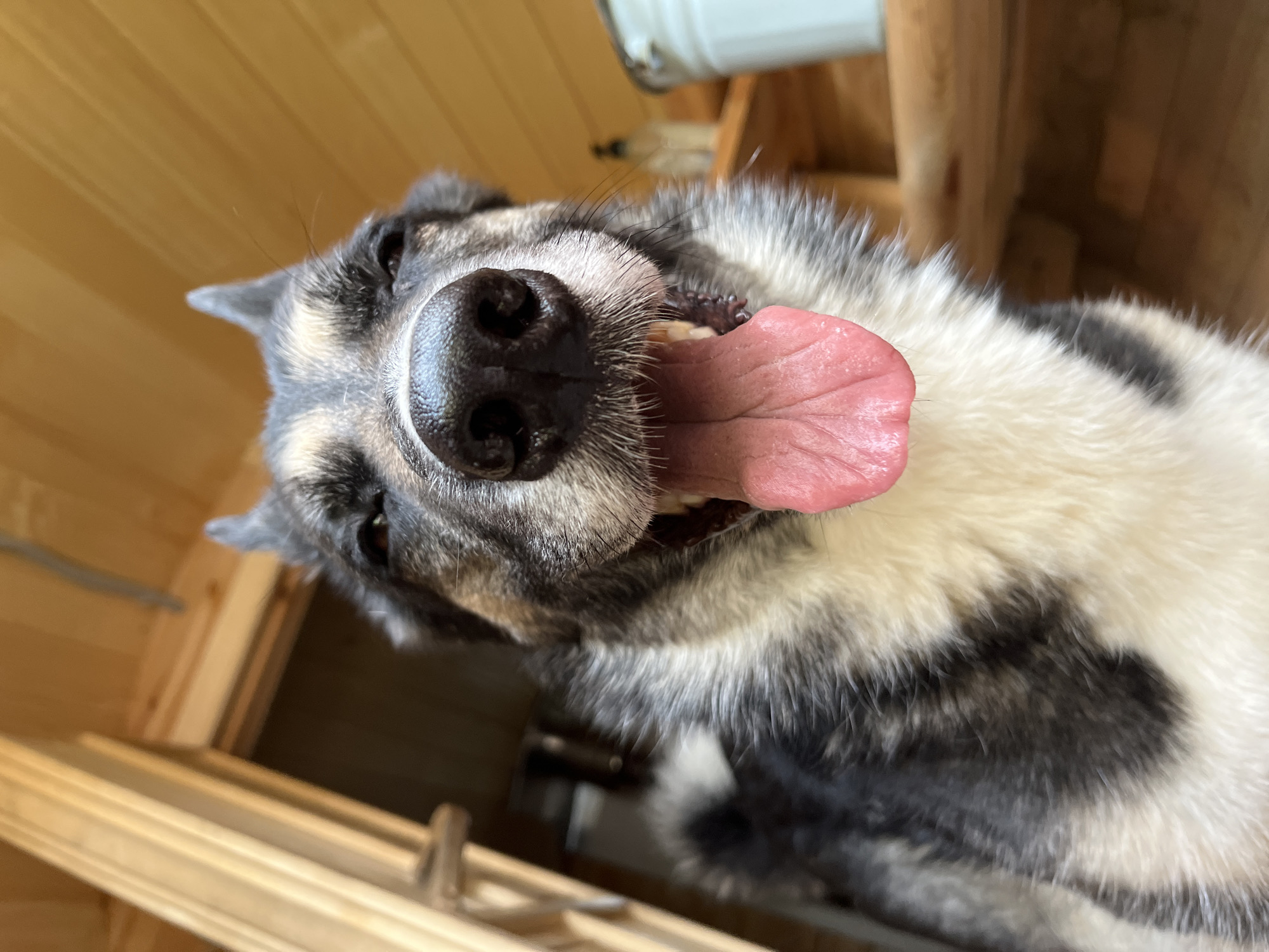 The image shows a close-up of a dog's face, with its tongue hanging out. The dog appears to be in an indoor setting with wooden walls and a wooden bench. The dog's fur is a mix of black, grey, and white. The background is blurred, but it appears to be a room with wooden paneling. There are no people visible in the image. The location of the image is not specified to be Nizhny Tagil, Russia.
