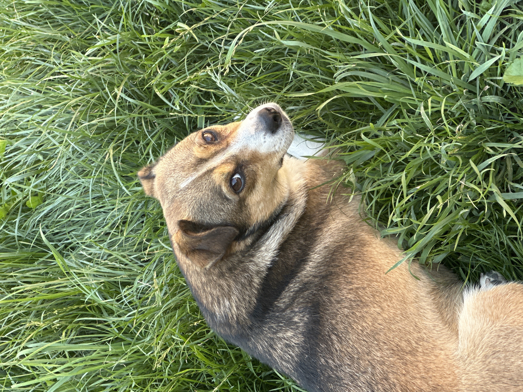A medium shot shows a small dog lying in tall green grass. The dog is brown and black with a white blaze on its forehead and muzzle. It is looking up and to the right of the frame with its ears perked. The grass is dense and overgrown, with some of the blades illuminated by sunlight, suggesting it is daytime. The scene appears to be outdoors, likely in a rural or semi-rural area. There are no indications of the city of Makiv, Ukraine.