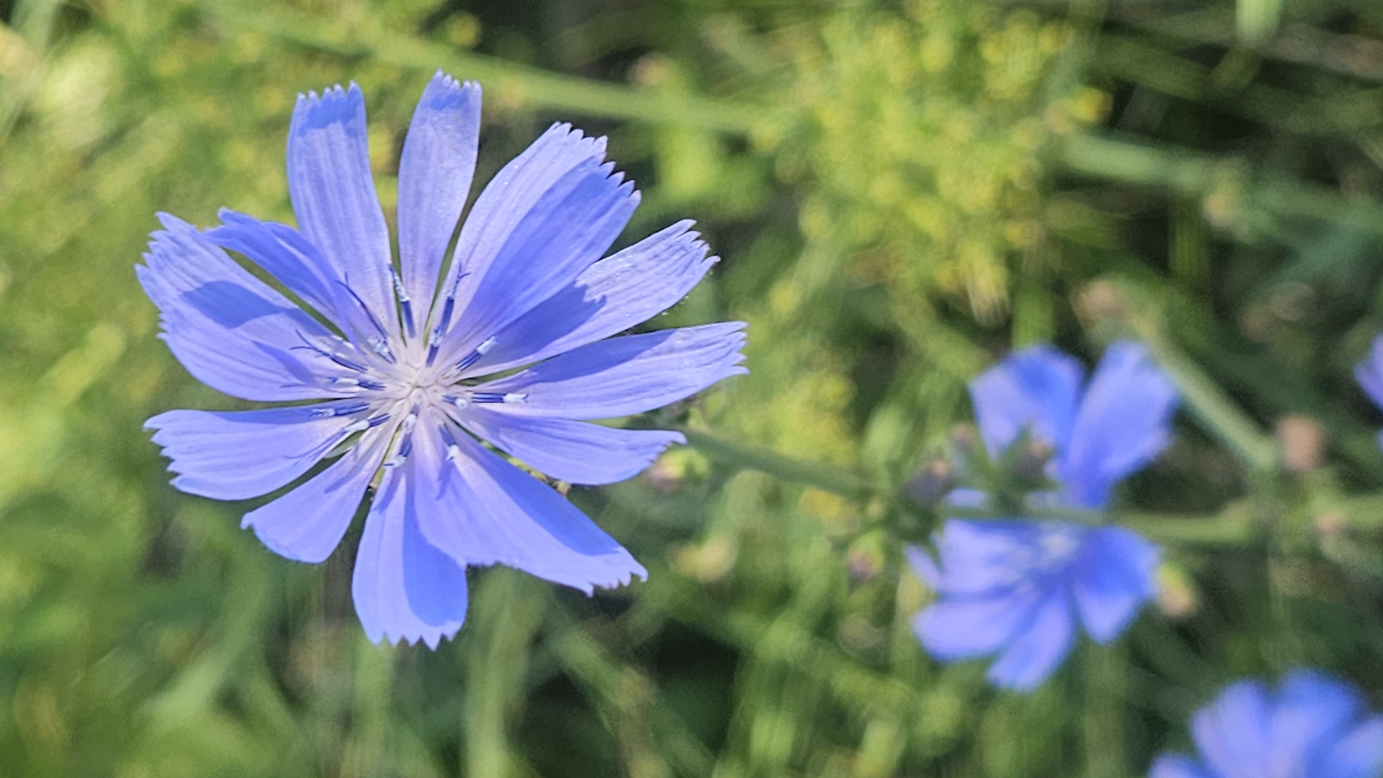 This is a close-up, vertical, eye-level shot of a bright blue chicory flower in bloom. The flower has multiple delicate petals that are slightly serrated at the tips. The center of the flower is a lighter shade of blue-white with visible stamens. The flower is in focus, with the background blurred into shades of green and yellow, suggesting a natural, outdoor setting. There are other unfocused blue flowers and green foliage visible in the background. The image appears to have been taken in a park or a field in Prešov, Slovakia, given the natural flora. There are no people or animals visible in the image, nor any man-made structures. The lighting suggests it is daytime, with soft sunlight illuminating the flower.