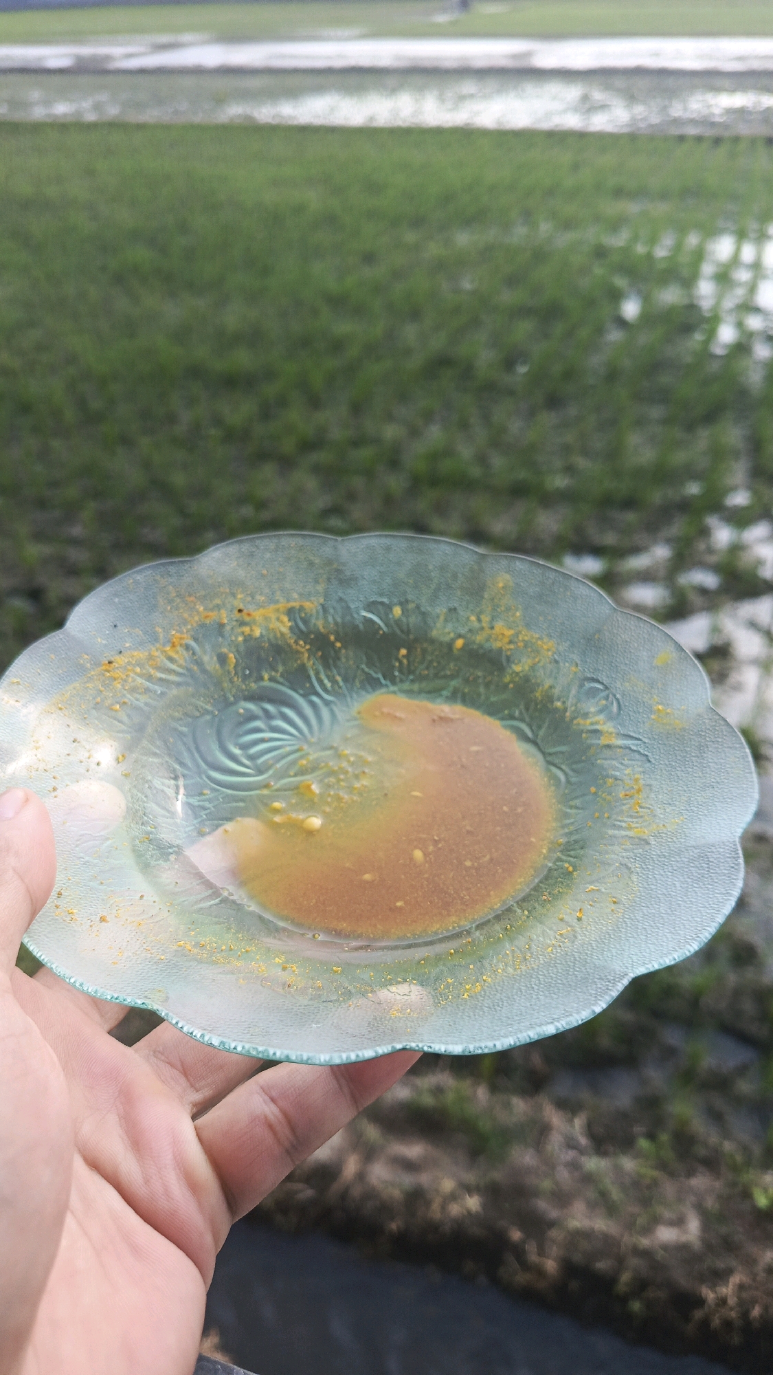 A hand holds a clear glass plate with a scalloped edge, containing a small amount of brownish liquid and scattered yellow powder. The plate rests in front of a blurred background of a green field with patches of water, typical of a rice paddy. The scene is captured outdoors, possibly in Babadan, Indonesia, given the agricultural setting.