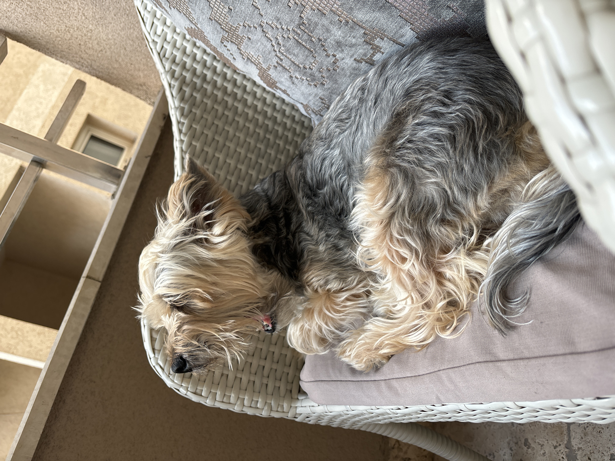 A small, long-haired dog, likely a Silky Terrier or Yorkshire Terrier mix, is curled up and sleeping on a white wicker chair with gray cushions. The dog's coat is predominantly gray and black on its back, transitioning to tan on its head, ears, and paws. A small pink collar is visible around its neck. The chair sits on a tiled surface, and a portion of a building or structure is visible in the background. The scene takes place in an outdoor setting. The location in the city of Budva, Montenegro, cannot be determined with certainty from the provided image.