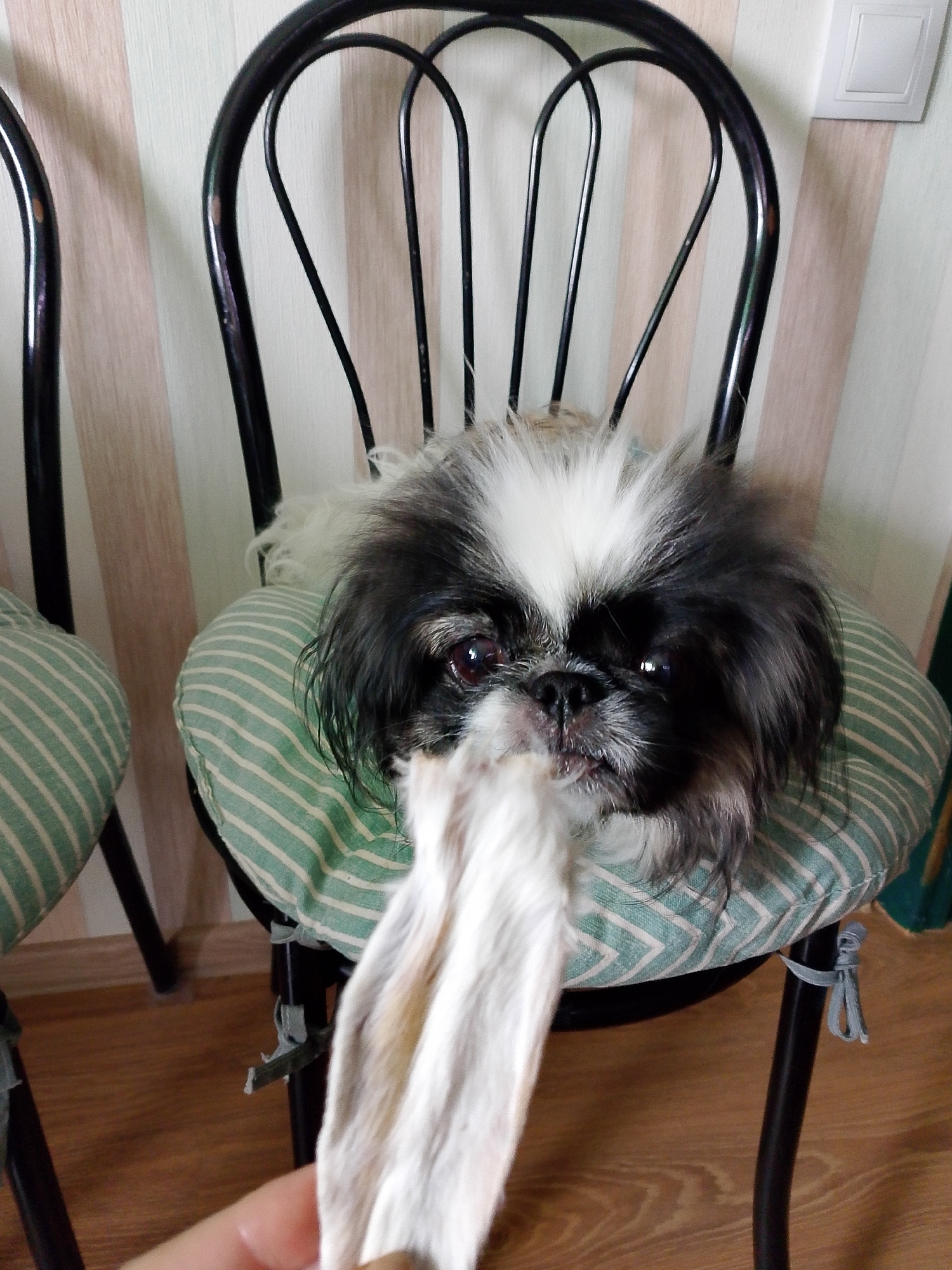 A black and white Shih Tzu sits on a green and white striped cushioned chair with a black frame, likely in a home setting. The dog is holding a dried animal ear in its mouth. Another similar chair is partially visible to the left of the primary chair. The wall behind the chairs has a vertically striped pattern in light beige and white. The location is Izhevsk, Russia, based on analysis of available data and image features such as furniture styles and interior decor typical of residential areas in that region. The floor appears to be wooden. A hand is holding the end of the animal ear.