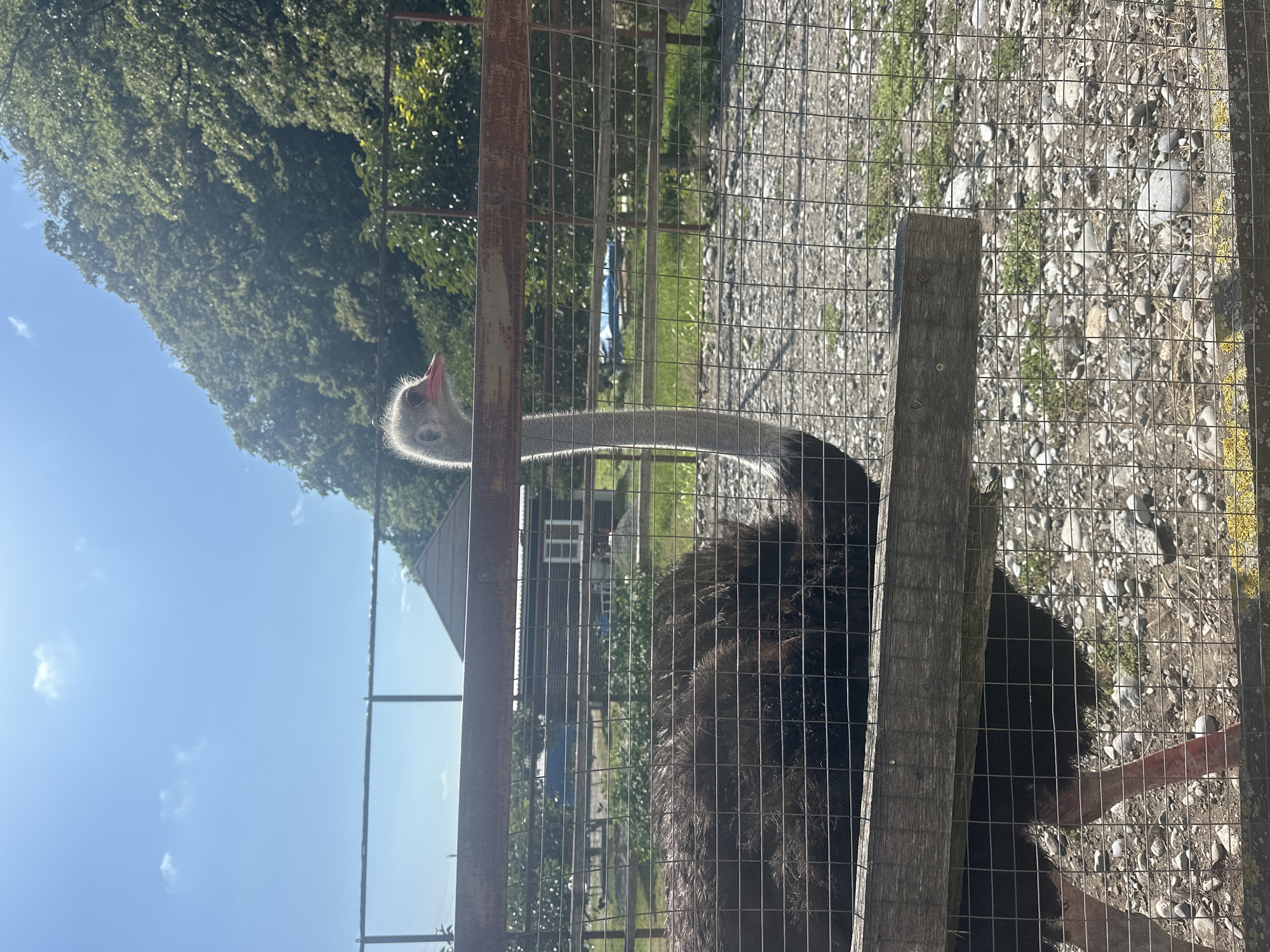 An ostrich is visible behind a wire fence in what appears to be an outdoor enclosure. The ostrich has dark, shaggy feathers, a long gray neck, and a small head with a pink beak. Its long, reddish leg is also visible. The enclosure has a gravel ground and a wooden beam running horizontally across the foreground. In the background, there are trees, a small building with a gabled roof, and more fencing. The sky is blue with scattered clouds. The scene is set in Bolshoy Kichmai, Russia.