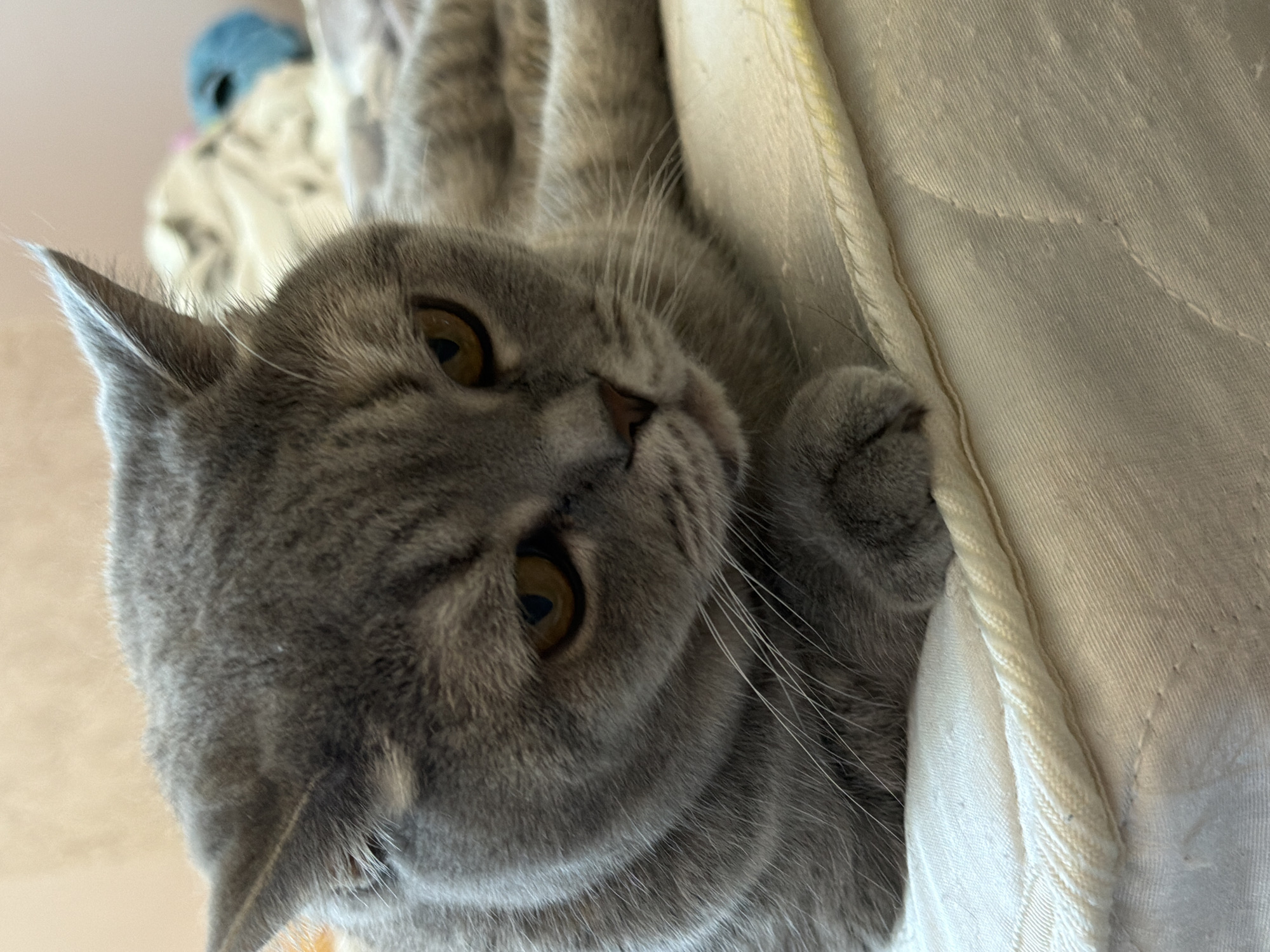 A close-up, angled photograph depicts a grey cat with amber eyes lying on its side. The cat's head is positioned toward the left of the frame. The cat's paw is visible next to a white fabric. The location is not discernible from the image. There is no indication of the photograph being in Perm, Russia.