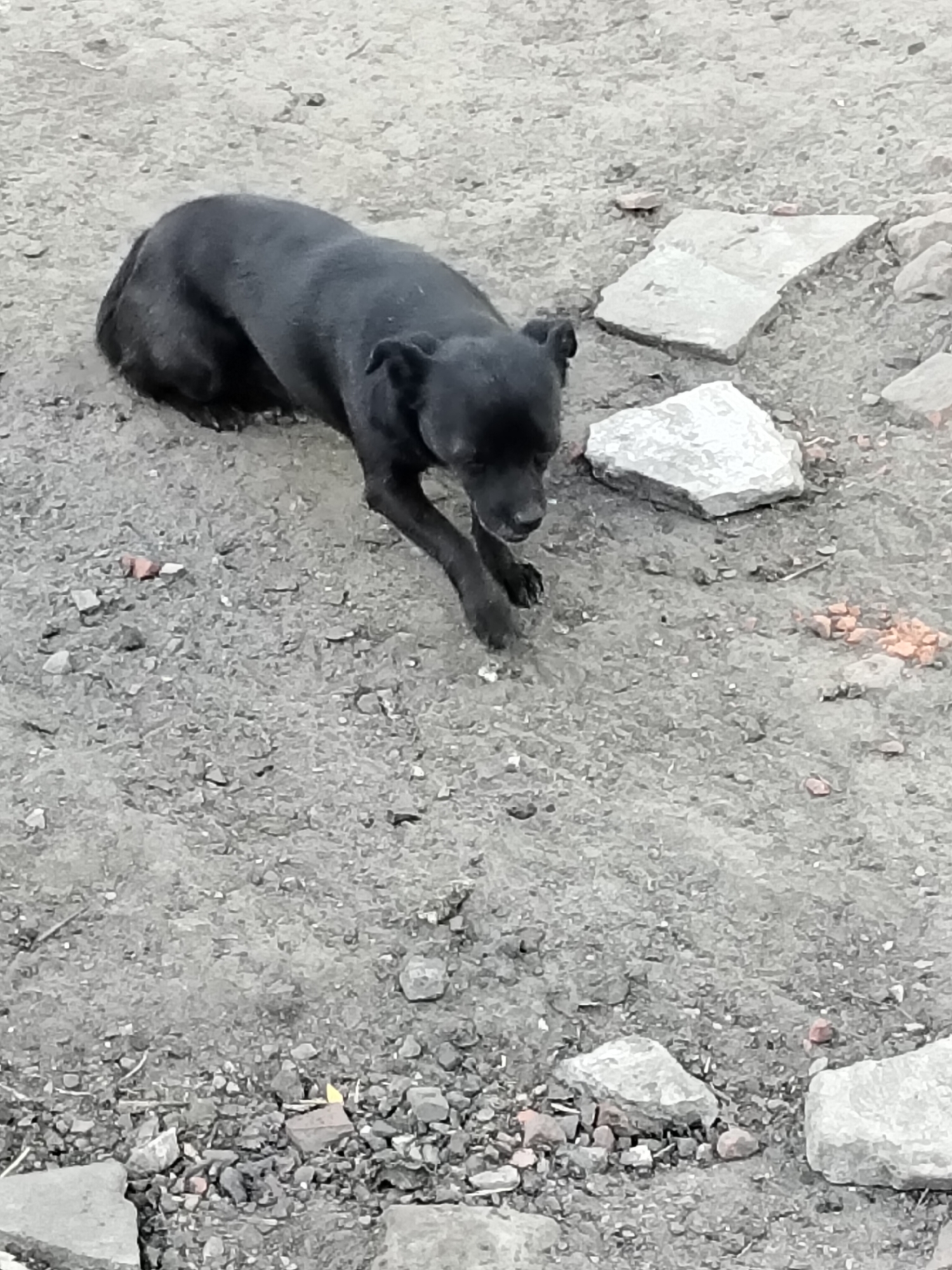 A black dog is lying down on a dirt surface in Ustyvytsia, Ukraine. The ground is covered in dirt, small stones, and a few larger rocks. There are also a few small pieces of red brick scattered on the ground. The dog is facing to the right and its head is lowered, as if it is looking at something on the ground. The dog's body is curled up, and its legs are tucked underneath it. The background is out of focus and appears to be more dirt and rocks.