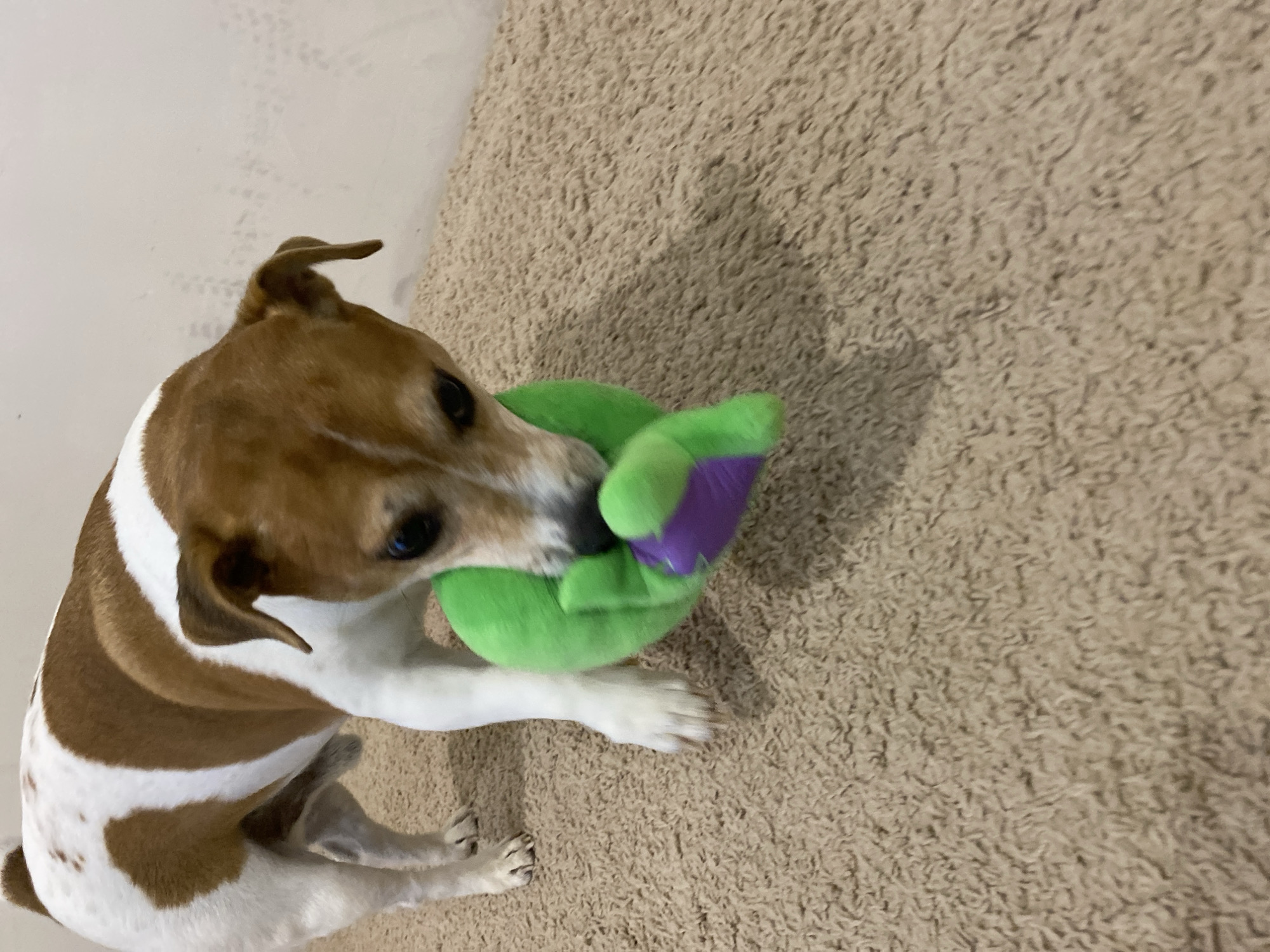 A brown and white Jack Russell Terrier dog is sitting on a beige carpet, holding a green and purple stuffed toy in its mouth. The background consists of the carpet and a light-colored wall. The location in the city of Chaikovsky, Russia, is not discernible from the image.