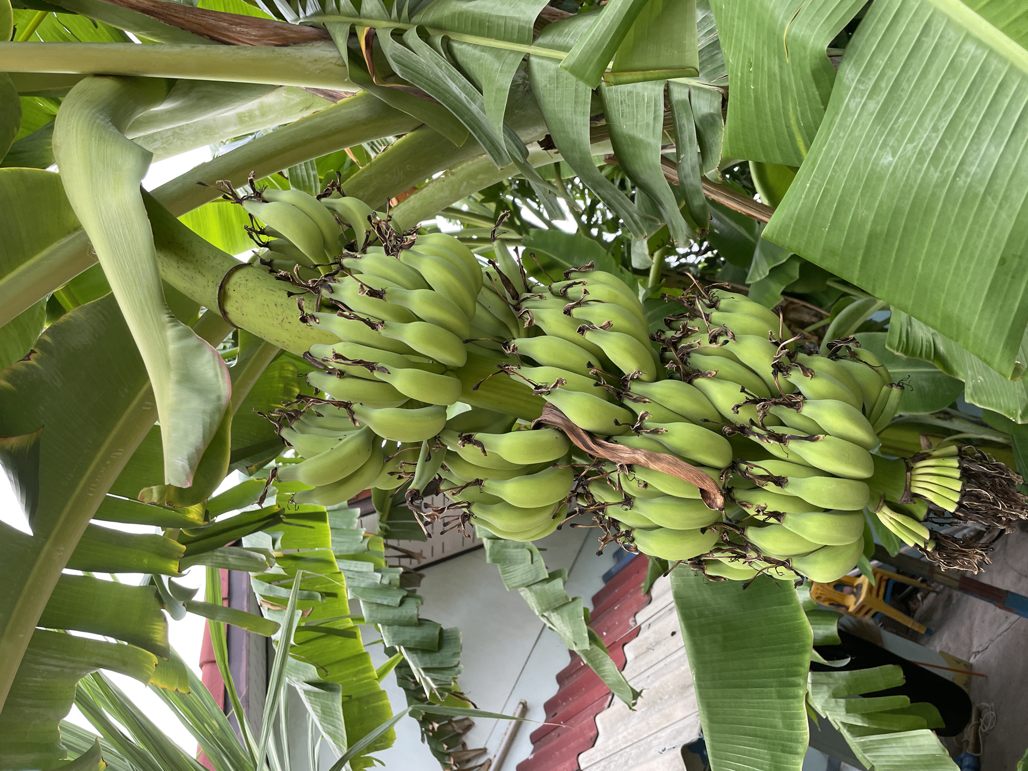A cluster of unripe green bananas hangs from a banana tree in Pattaya City, Thailand. The bananas are densely packed, with each individual fruit elongated and slightly curved. The leaves of the banana tree are large and broad, providing a lush green backdrop. In the background, a red-tiled roof of a building and a portion of a white wall are visible, along with hints of other foliage. The scene appears to be in an outdoor residential or garden setting.