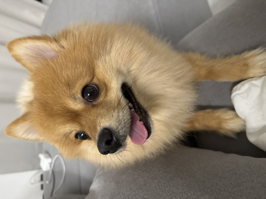 An indoor scene depicts a small, light-orange and cream-colored Pomeranian dog, centered and facing slightly to the left of the viewer, with its head turned to look further left. The dog has dark, round eyes, a black nose, and its mouth is open with a pink tongue slightly extended. Its fur is fluffy, and its ears are erect. The dog is positioned on or next to a light grey fabric surface, possibly a sofa or clothing, with a white, rumpled fabric visible beneath its front paws. In the blurry background to the left, a light grey surface or wall is present, with a white electronic device or charger and an attached white cable resting on a surface. The environment provides no visual cues to ascertain the specific location within the city of Sofia, Bulgaria. No people are visible.