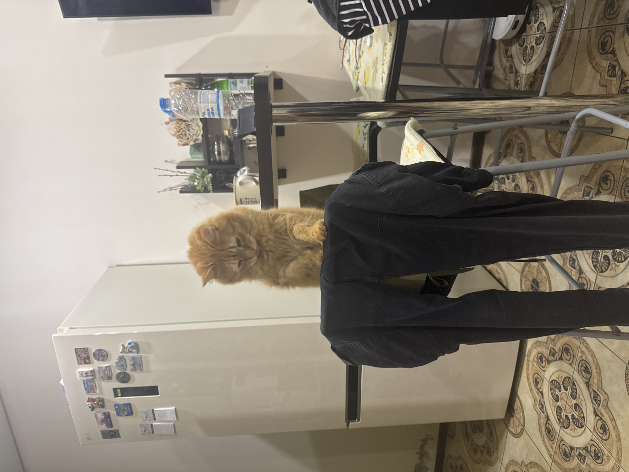 A medium-shot depicts an orange cat lying on top of folded black clothing placed on a chair in an indoor setting. The background features a white refrigerator adorned with magnets, a table with items on it, and a tiled floor. The location is likely a residential kitchen or dining area. There is no evidence to conclude the image was taken in Sochi, Russia.