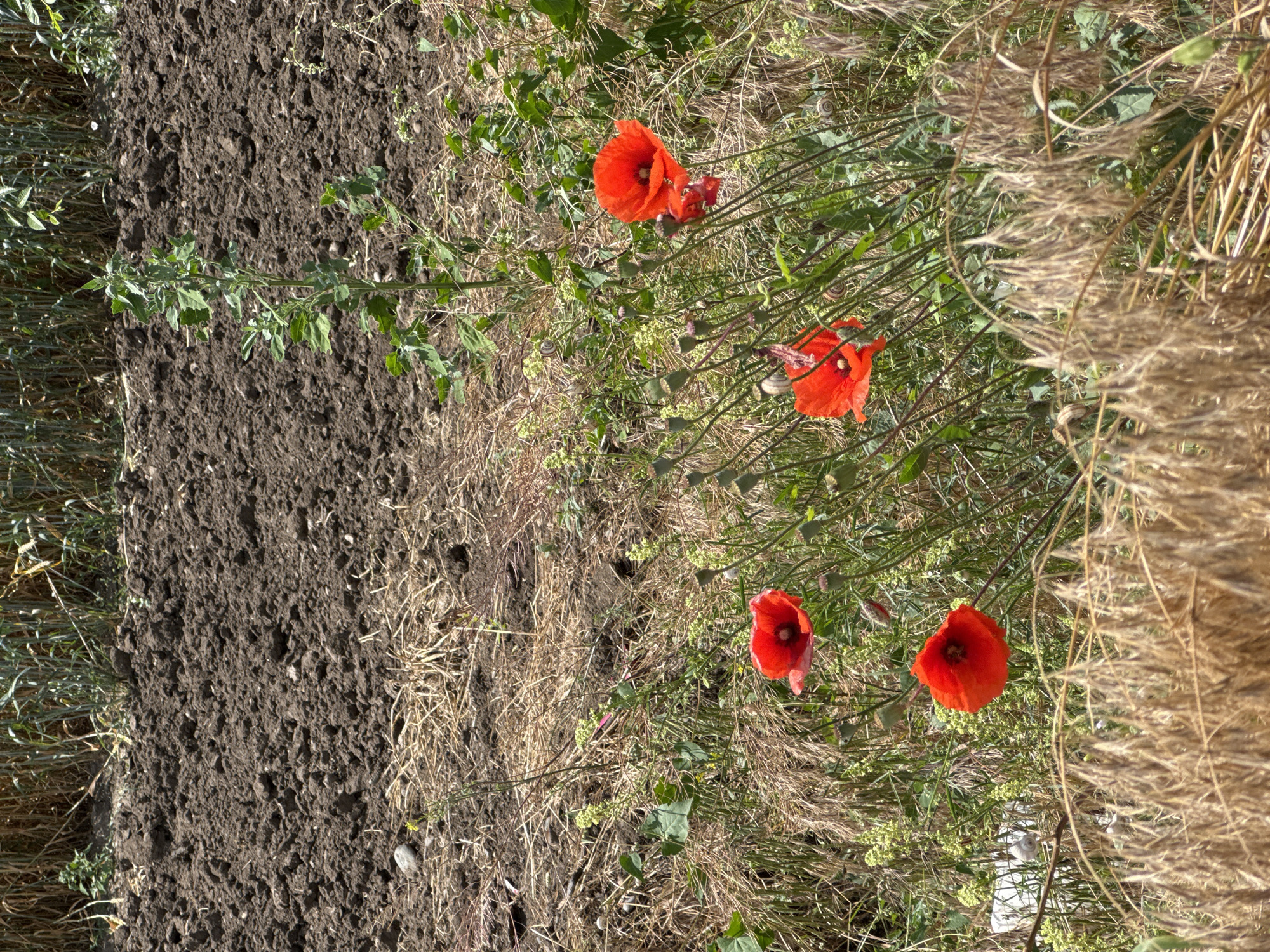 The image depicts a patch of poppies growing near a tilled field in Verkhnedubovskii, Russia. The poppies are a vibrant red, contrasting with the brown soil of the field and the dry, golden stalks of other vegetation. The scene appears to be outdoors during daylight, likely a sunny day given the bright illumination. The focus is on the natural elements, with no people or man-made objects other than the rough soil preparation of the field. The poppies are in various stages of bloom, with some fully open and others still in bud. The overall impression is one of rural nature and the simple beauty of wildflowers.