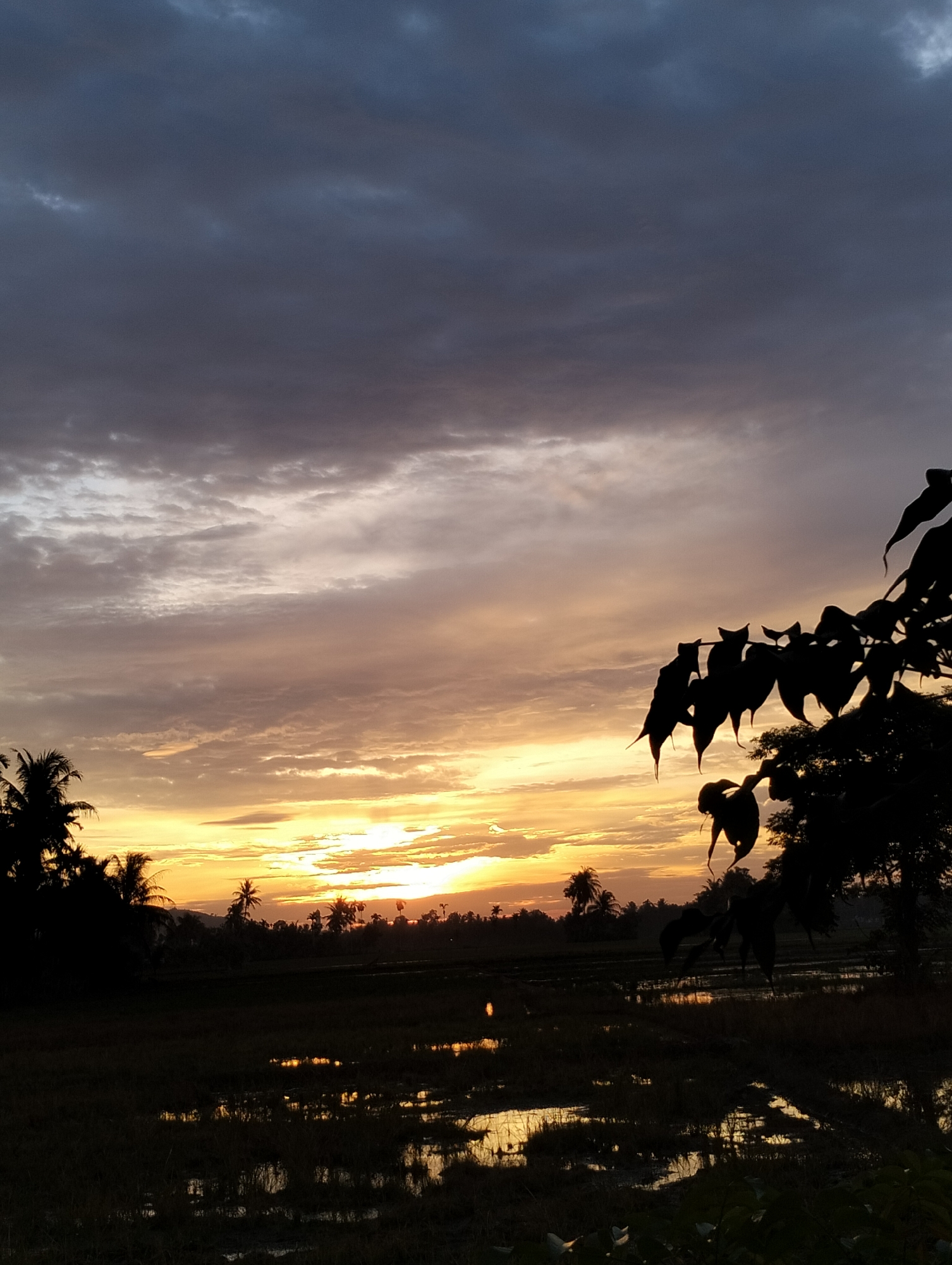 This is a vertical, low-angle shot of a sunset over a rural landscape in Meunasahalue, Indonesia. The sky is filled with dramatic clouds, transitioning from dark gray at the top to vibrant oranges and yellows near the horizon. A silhouetted branch with large leaves hangs in the foreground on the right side of the frame. The middle ground features a dark silhouette of palm trees and other vegetation against the bright sky. The foreground is a field of dark vegetation and shallow water, reflecting the colors of the sunset. No people or animals are visible.