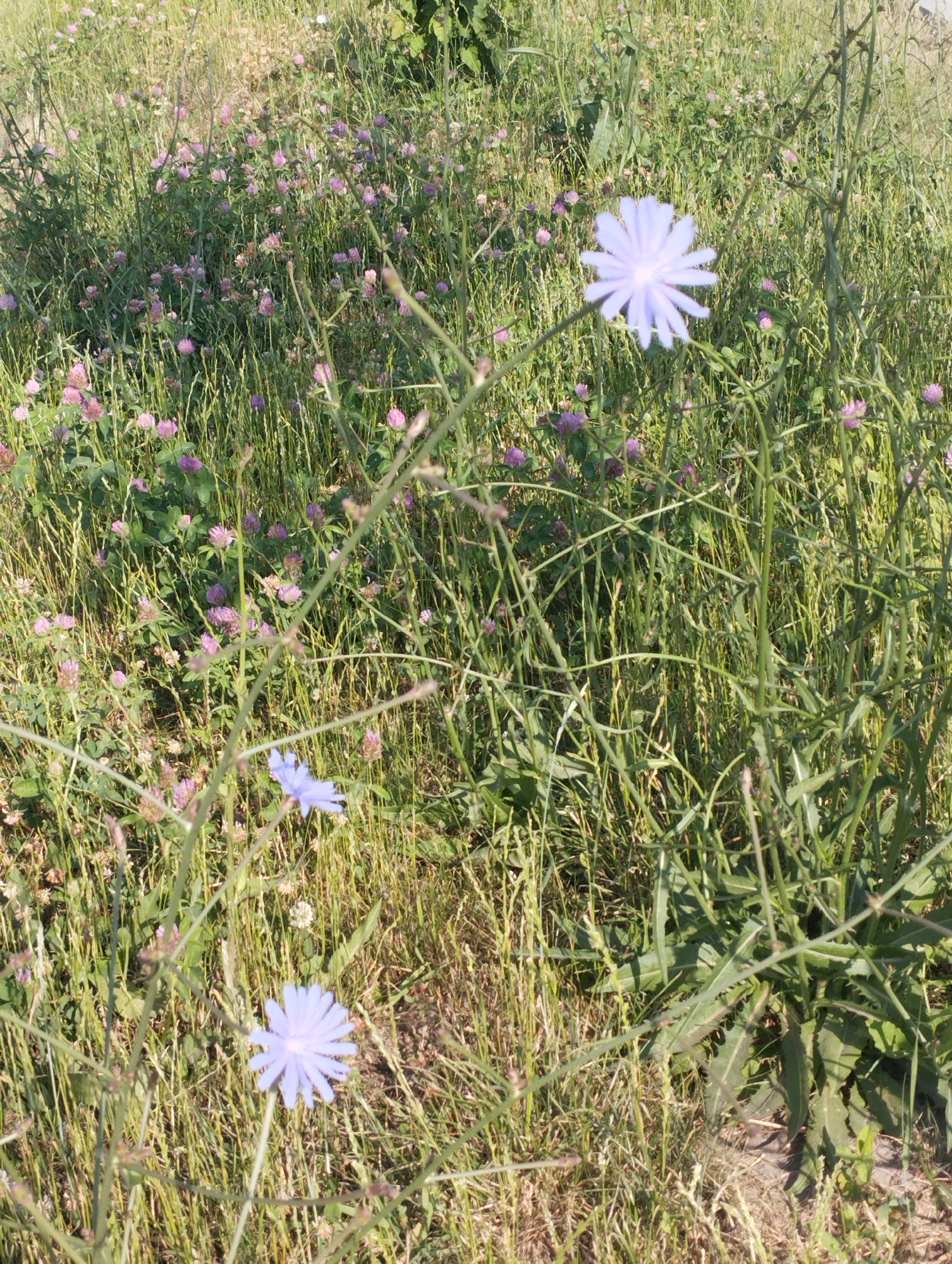 A medium shot captures a field of wildflowers in Sadovyy, Russia, under bright daylight. The foreground is dominated by the thin, dry stalks of grass and weeds, with several pale blue chicory flowers scattered throughout. One large chicory flower is in focus in the upper right quadrant of the image, its petals fanned out. Another, slightly smaller chicory flower is visible in the lower center. In the background, a dense growth of small pink clover-like flowers creates a textured carpet. The overall impression is one of a wild, untamed meadow.