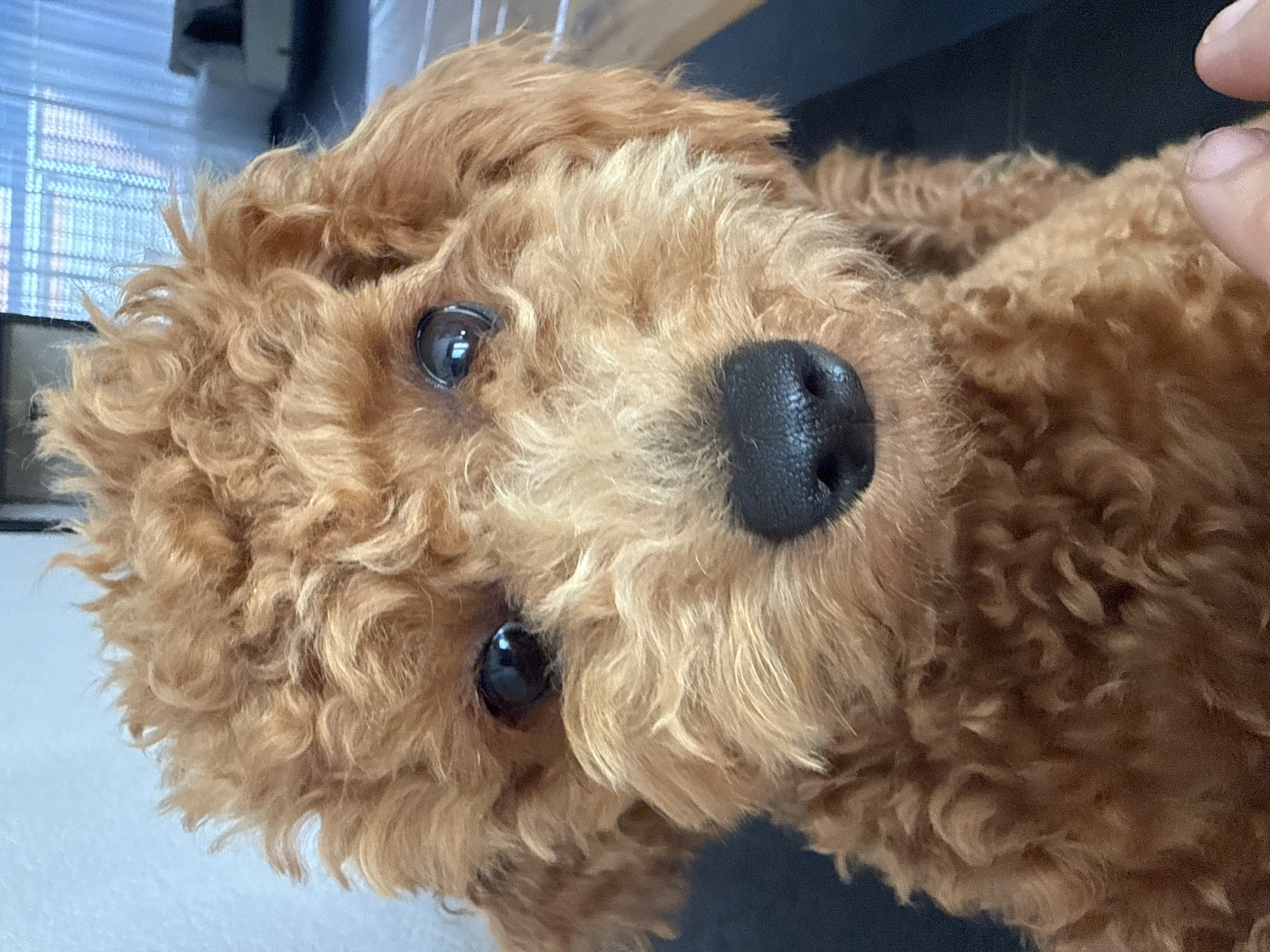 A close-up, head-on, eye-level shot captures a light brown poodle puppy's face. The puppy has dark, round eyes and a black nose. Its fur is curly and somewhat disheveled, framing its face. The background is blurred, suggesting an indoor setting with light filtering through a window with blinds and a glimpse of furniture. The puppy is positioned in the foreground, with a portion of a human hand visible in the bottom right corner. The image does not provide any specific details about the city of Marum, Netherlands.