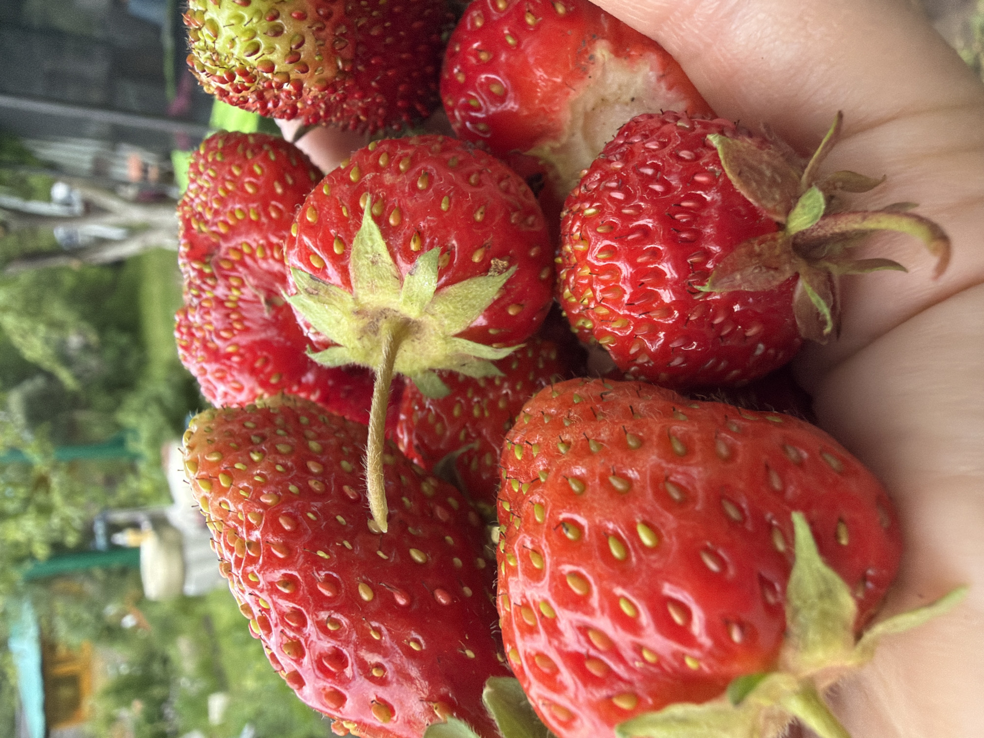 A close-up shot displays a hand holding a cluster of ripe strawberries. The strawberries are a vibrant red, with visible seeds and green stems. In the background, blurred greenery and a glimpse of a wooden structure suggest an outdoor, possibly rural or garden setting. The image is focused on the strawberries, creating a shallow depth of field that renders the background indistinct. There is no information within the image to suggest it is located in Petukhi, Russia.