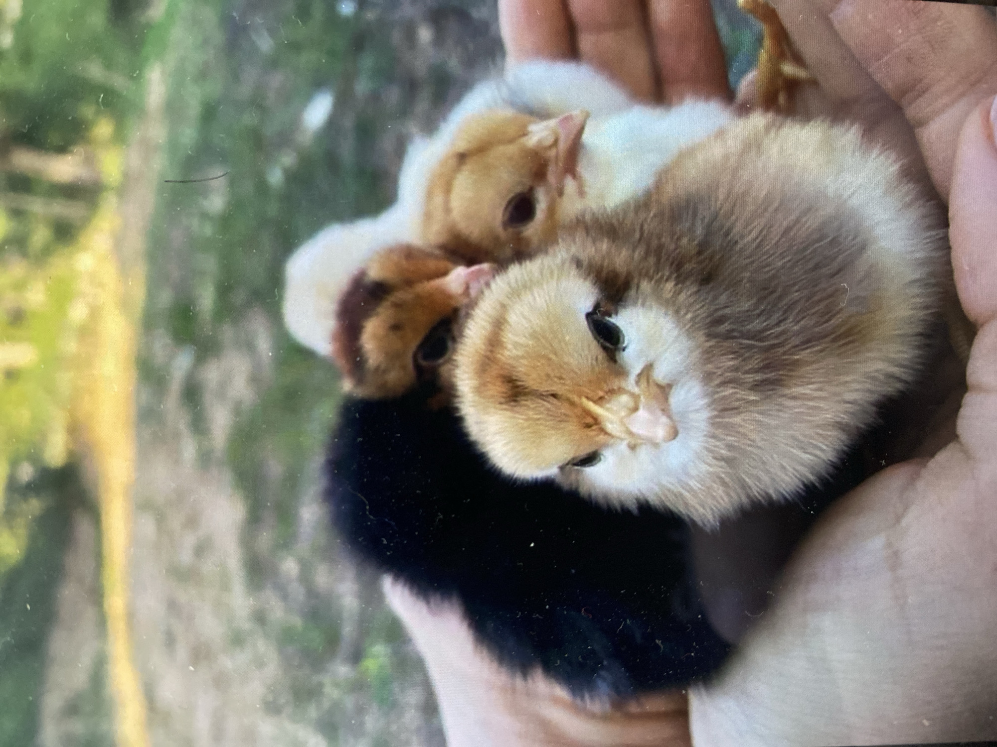 A close-up, outdoor, eye-level shot shows a person's hands cupping four young chicks. The chick in the foreground is predominantly light brown with some darker brown markings on its head and downy fluff. To its left, a black chick is visible. Behind the foreground chick and to the right, two more chicks are nestled together, one appearing light brown with darker speckles on its head, and the other mostly white. The chicks are all fuzzy and appear to be sleeping or resting. The background is out of focus, showing a blurry mix of green foliage and earthy ground. The lighting suggests it is daytime.