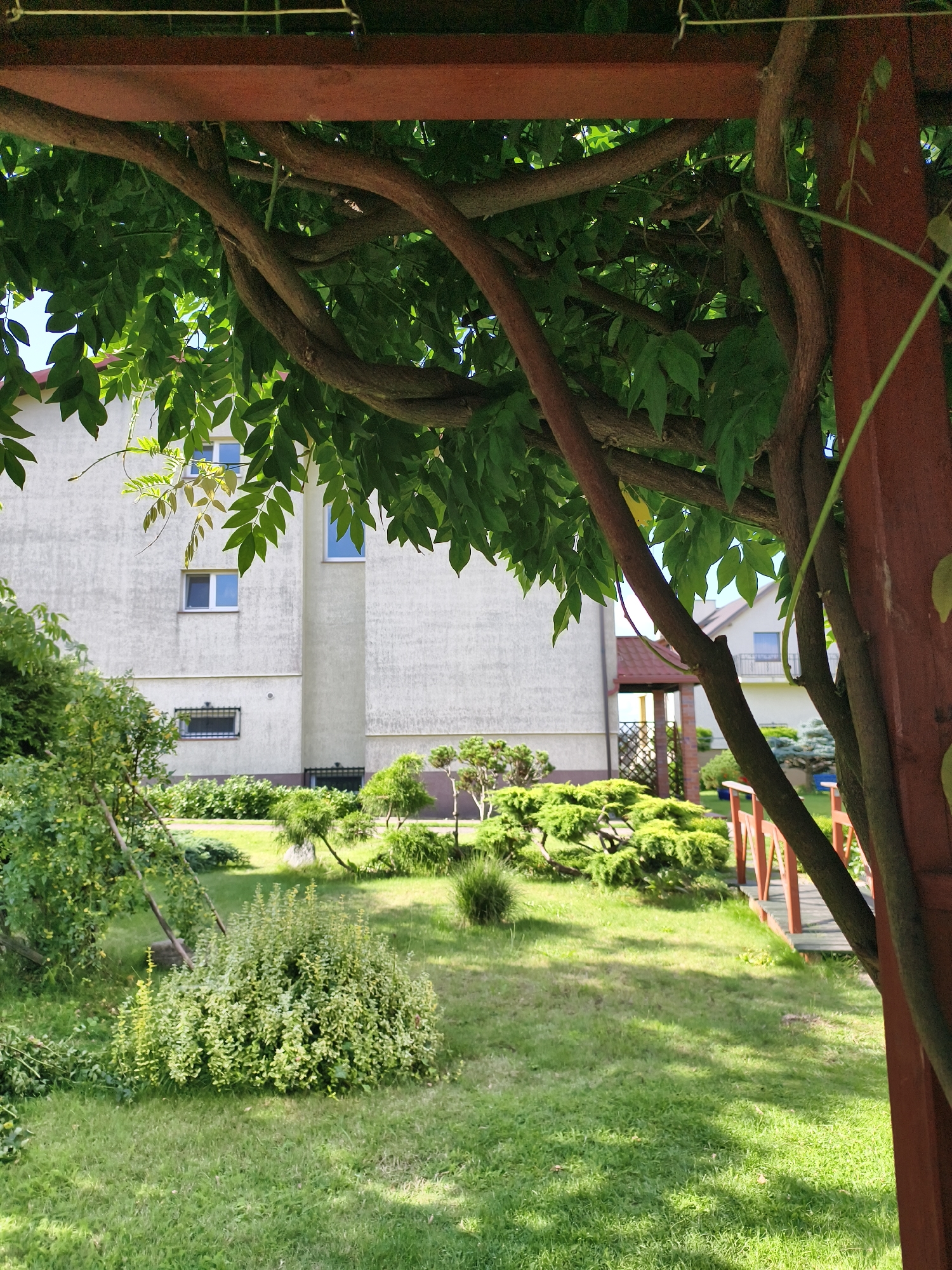 In Tczew, Poland, this image depicts a backyard scene. In the foreground, a wooden pergola with dark reddish-brown beams and thick, twisting branches of a tree with green leaves creates a natural overhead canopy. The branches are dense, with some lighter green leaves in the upper portion and darker green foliage throughout.
Behind the pergola, a light-colored building with multiple windows is visible. Some windows are square and white-framed, while others are rectangular and blue-framed. One lower window has a black metal grate.
The yard features a well-maintained lawn. Several garden shrubs are present. To the left, a large, bushy green shrub with variegated light and dark green leaves stands out. In the middle ground, several meticulously pruned, conical green shrubs are arranged. To the right, a small wooden bridge with reddish-brown railings crosses over a patch of grass. The bridge appears to lead to another part of the garden or property. The overall impression is one of a peaceful, cultivated outdoor space.