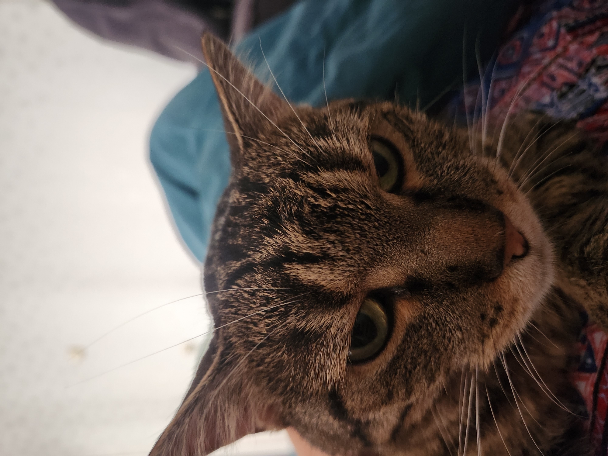 A close-up, head-on shot features a brown tabby cat with green eyes. The cat's fur displays a pattern of dark brown and black stripes against a lighter brown background. Its ears are perked, and its whiskers are prominent. The cat appears to be resting on a patterned surface, possibly a blanket or cushion, with fabric in shades of red, blue, and white visible at the bottom of the frame. In the background, out of focus, are areas of light gray and a muted blue. The lighting is soft, creating a shallow depth of field that emphasizes the cat's face. There are no discernible elements that place the image in a specific city or location like Vniissok, Russia.