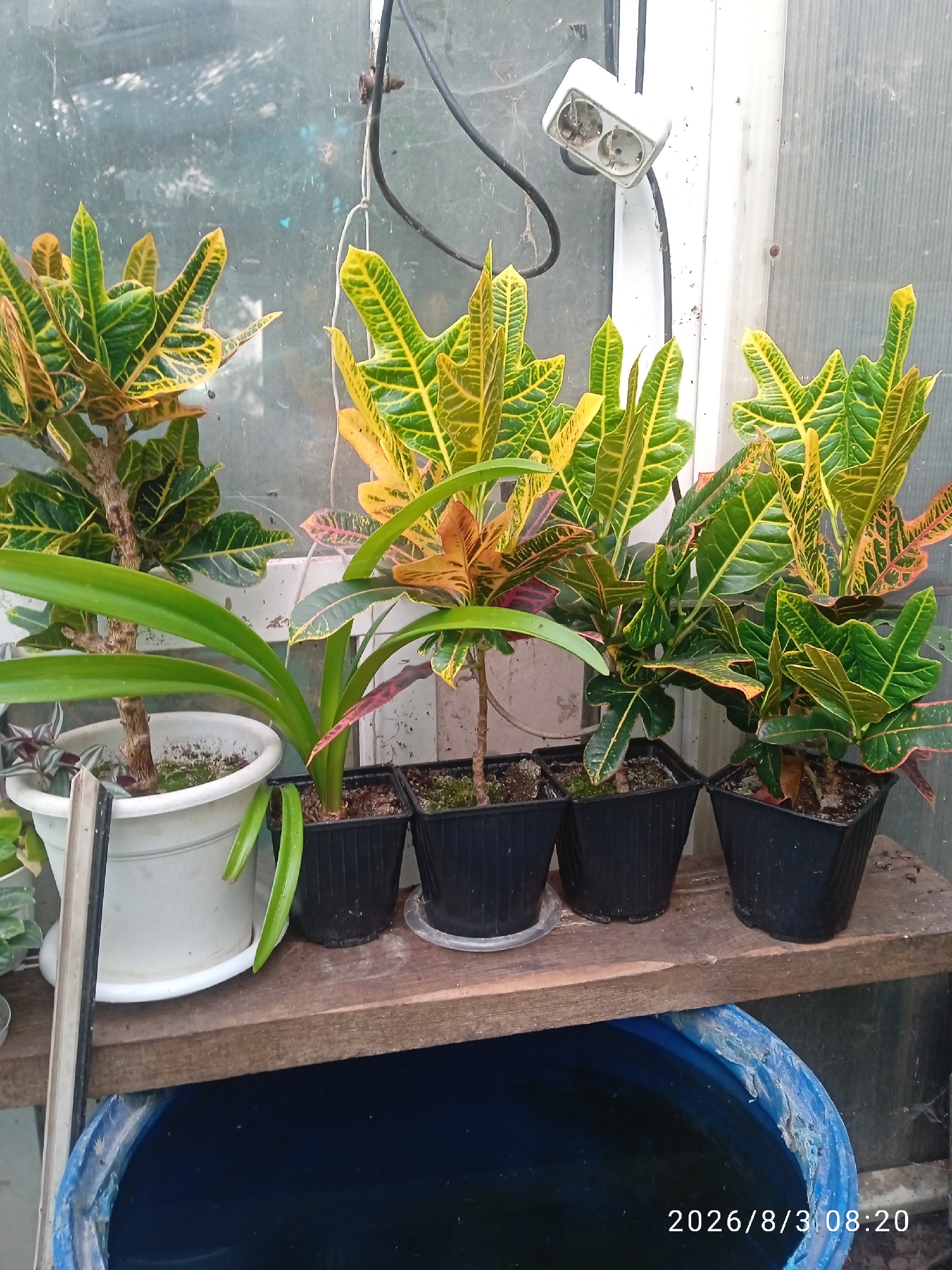 A Dutch greenhouse in Blagoveshchensk, Russia, displays a collection of potted croton plants. The plants, with their vibrant green and yellow variegated leaves, are arranged on a wooden shelf. To the left, a larger white pot contains a plant with long, green, strap-like leaves, possibly an amaryllis. Behind the plants, a window pane covered in dirt and cobwebs reflects the overcast sky. An electrical outlet and wires are visible on the wall. Below the shelf, a large blue plastic barrel filled with dark liquid is partially visible. The timestamp "2026/8/3 08:20" is superimposed on the image.