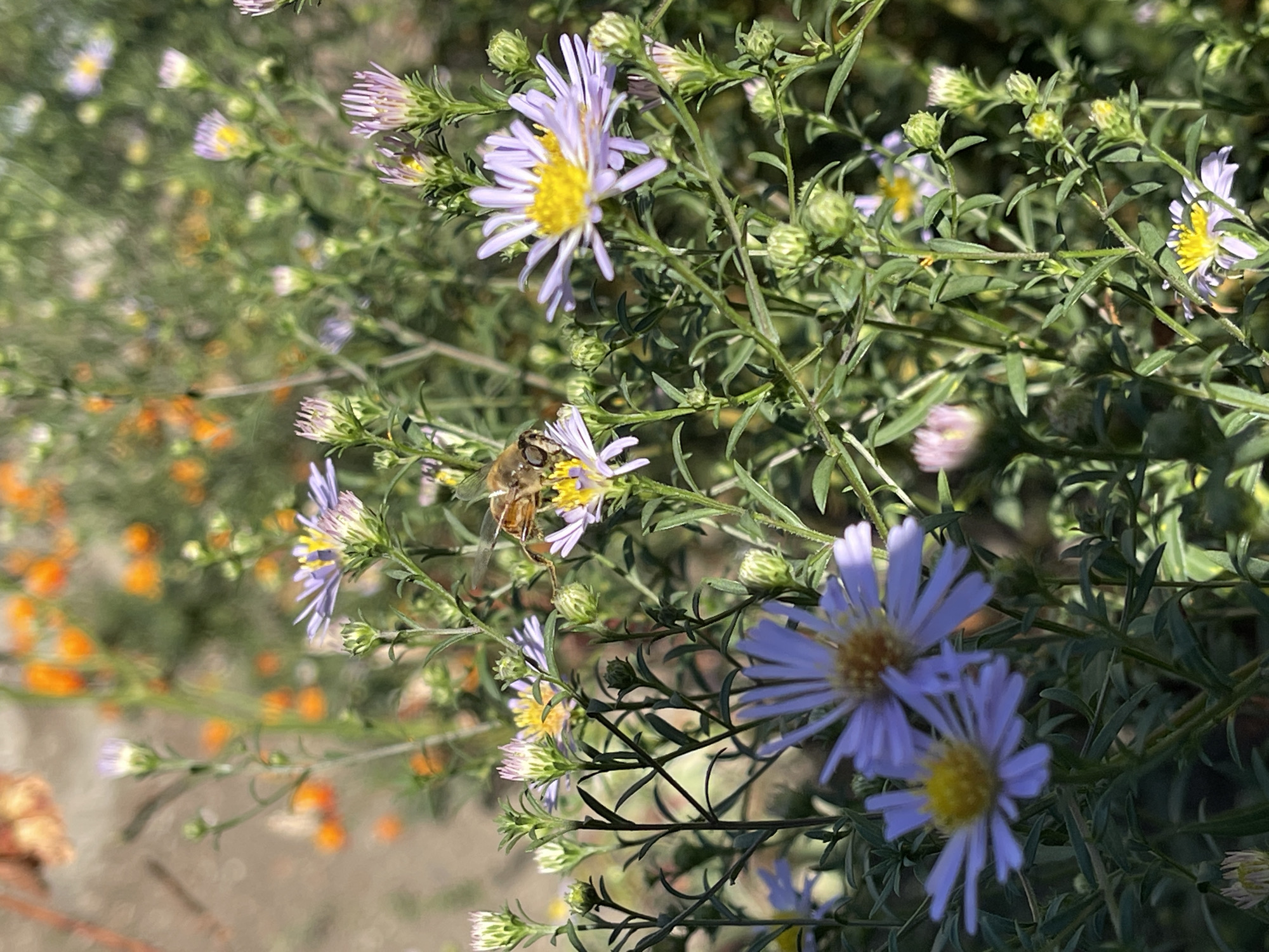 A bee is collecting nectar from a purple aster in a garden in the city of Sredny, Russia. The aster has delicate purple petals radiating from a yellow center. The bee is captured in mid-flight, its body positioned over the flower. The background is a blur of green foliage and hints of orange flowers, suggesting a vibrant garden setting. The sun is casting a warm glow on the scene.