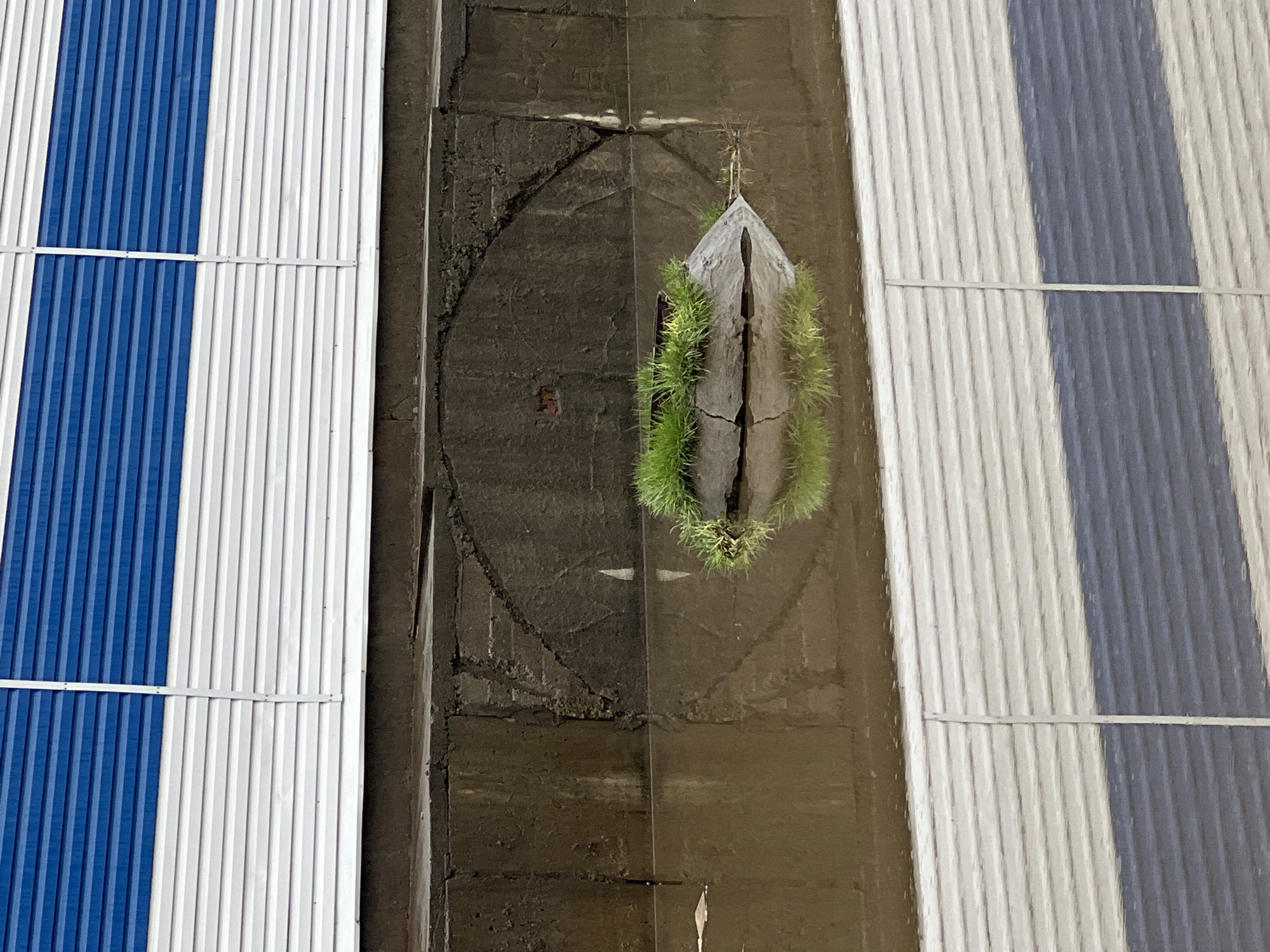 The image, taken from a high angle in Chaikovsky, Russia, depicts a narrow channel between two structures with corrugated metal siding, likely roofs or walls, flanking a dark ground surface. On the left, the siding is primarily white with a prominent section of vertical blue stripes, crossed by a horizontal white strip secured with fasteners. The right side features similar white corrugated siding with a section of vertical blue-grey stripes, also bisected by a horizontal white strip.
The central ground area is a dark, rough surface, appearing to be weathered concrete or asphalt, characterized by cracks and wear. In the middle of this dark expanse, a vibrant patch of green, spiky plant growth, resembling moss or hardy grass, thrives. This vegetation grows around and emerges from a distinct crack or fissure in a broken piece of concrete or stone, forming an irregular, somewhat elliptical shape.
The scene is static, with no people or specific activity taking place. The lighting suggests it is daytime, with visible reflections on the dark ground and varied light intensity on the corrugated surfaces, indicating a bright light source overhead. No text is visible in the image. The composition highlights the stark contrast between urban materials and the resilience of nature.