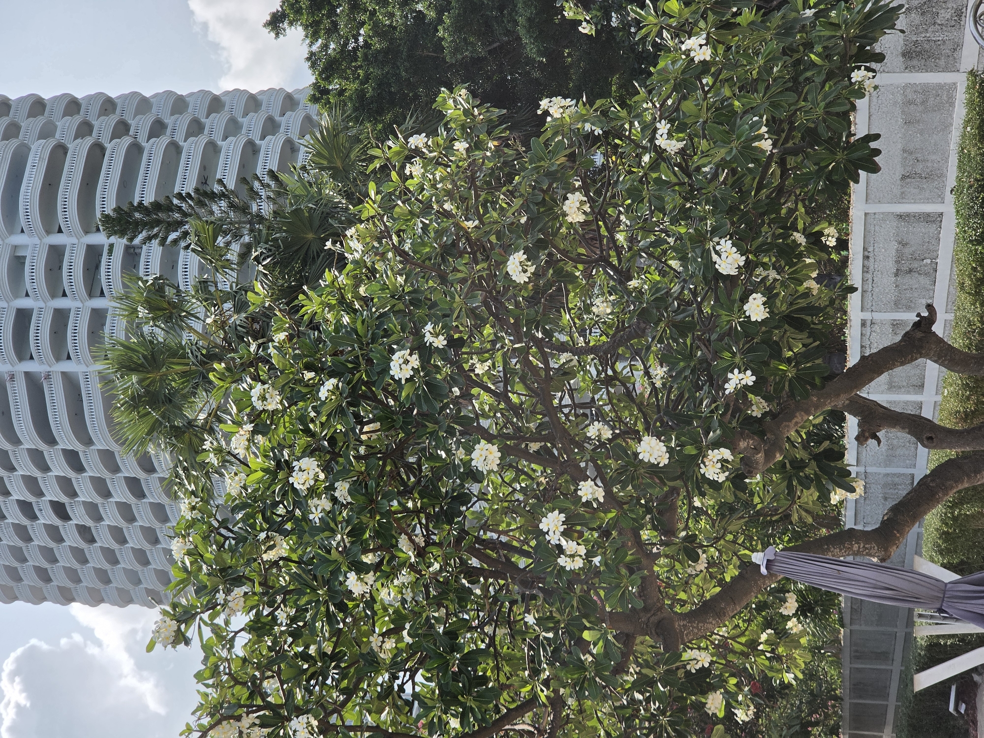 This image captures an outdoor scene in Pattaya City, Thailand, featuring a striking architectural structure amidst tropical flora under bright daylight.
The central subject is a mature Plumeria (Frangipani) tree, densely covered with dark green leaves and numerous clusters of white, five-petaled flowers. Its thick, gnarled branches are visible throughout the foliage. To the left and in the background, a tall, white building stands out with a distinctive architectural design, characterized by countless curved, semi-circular balconies stacked vertically, creating a repetitive, wave-like pattern. Patches of other vibrant green foliage, including palm fronds and dense shrubs, are scattered around the scene, some partially obscuring the building.
The bright, clear sky, with a few soft white clouds, suggests a sunny day, likely late morning or early afternoon, as indicated by the direct illumination on the leaves and flowers. In the lower right foreground, partially hidden by the tree's trunk and branches, is a closed, gray fabric umbrella. The scene evokes a tranquil, resort-like atmosphere typical of tropical destinations. No individuals or discernible text are present in the photograph.