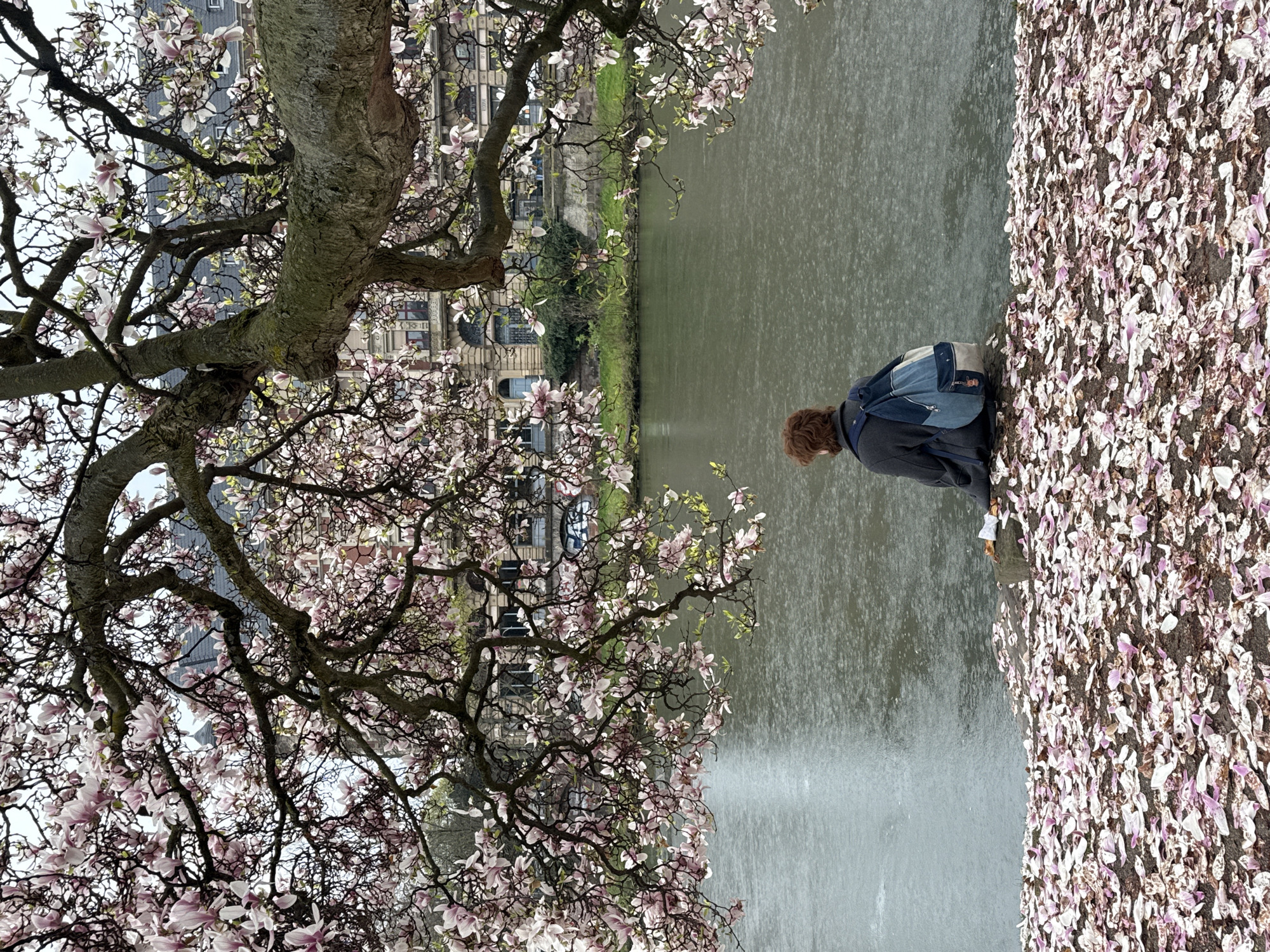 The image depicts an individual seated on a stone embankment next to a body of water, identified as likely the Ill River or one of its canals, in Strasbourg, France. The person, observed from behind, has medium-length reddish-brown hair, wears a dark grey coat, and carries a two-tone backpack, predominantly blue with a lighter lower section. They face the grey-green water, which exhibits numerous ripples consistent with light precipitation. A large, mature magnolia tree, profusely adorned with pink and white blossoms, frames the upper and side portions of the scene with its gnarled branches. The ground in the immediate foreground is densely covered with fallen pink and white magnolia petals. Across the water, multi-story buildings with neoclassical or historicist architectural elements, featuring multiple windows and dark roofs, line the opposite bank. Green vegetation is visible along the distant riverbank. The sky is overcast.
