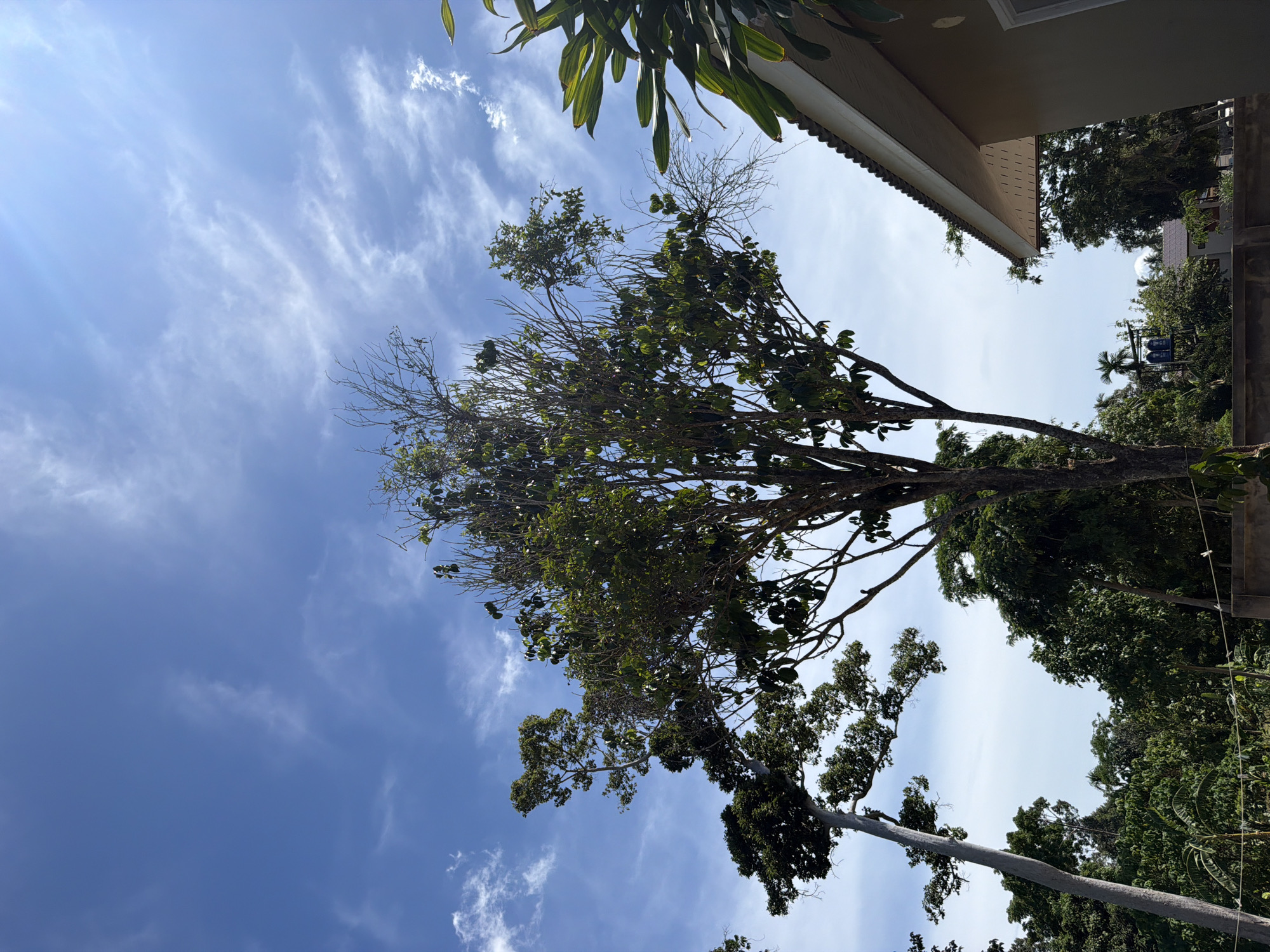 An outdoor, low-angle shot captures a clear blue sky with wispy clouds and the sun shining from the upper left. The foreground is dominated by the upper branches of several trees. The central and largest tree has a dark brown trunk and branches that extend upwards, some bare of leaves, others with green foliage. To the left, a taller, lighter-barked tree with a curved trunk leans slightly to the right, its dark green canopy visible. On the right, the roof of a light brown building with a dark, corrugated roofline juts into the frame from the bottom right corner. Some large, green leaves from another plant hang into the frame from the upper right. Below the trees, a dense line of lush green foliage is visible, suggesting a tropical environment. In the background, several smaller trees and structures are faintly discernible. The overall scene depicts a bright, sunny day in what appears to be a residential or semi-rural area, with vegetation and a building. The image was captured in Baan Mae Nam, Thailand.