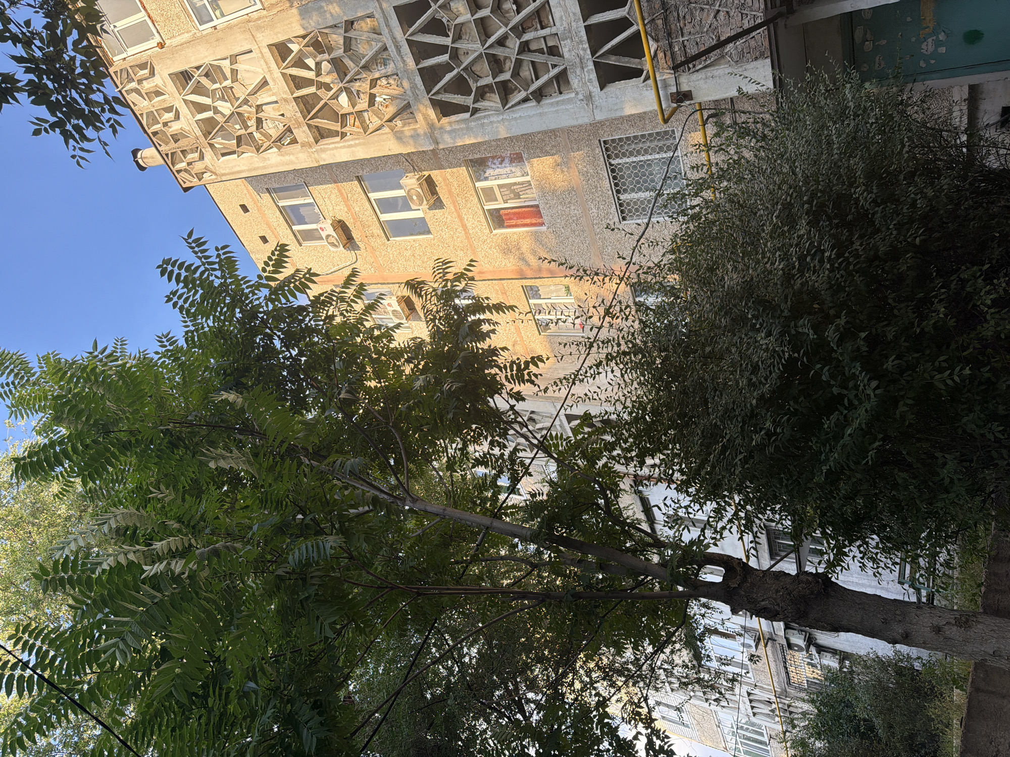 An upward angle shot captures a concrete apartment building in Shymkent, Kazakhstan, with a large tree in the foreground and a clear blue sky above. The building exhibits an unusual, abstract concrete facade with geometric patterns on its upper floors, and air conditioning units are visible on several levels. The building's textured, beige exterior is illuminated by the warm, low sunlight. In the foreground, the leafy branches of a mature tree partially obscure the building. Lush green bushes are situated at the base of the building. The scene appears to be an urban residential area.