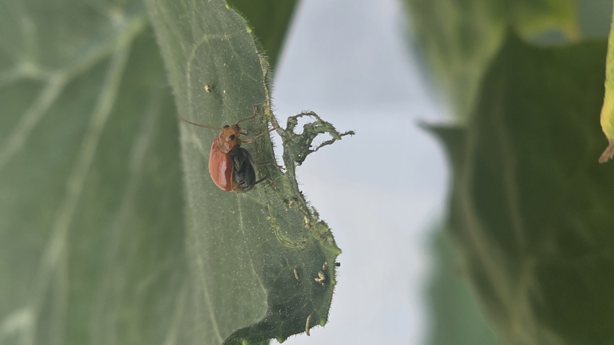 A close-up shot shows an orange-red beetle clinging to the edge of a green leaf. The leaf exhibits signs of insect feeding, with irregular edges and small perforations. Several small, pale-colored objects, possibly insect larvae or eggs, are clustered near the chewed areas of the leaf. The background is blurred, but green foliage is visible. There are no people in the scene. The photograph appears to have been taken outdoors in daylight. There is no specific evidence to suggest that the location is Lhokseumawe, Indonesia.