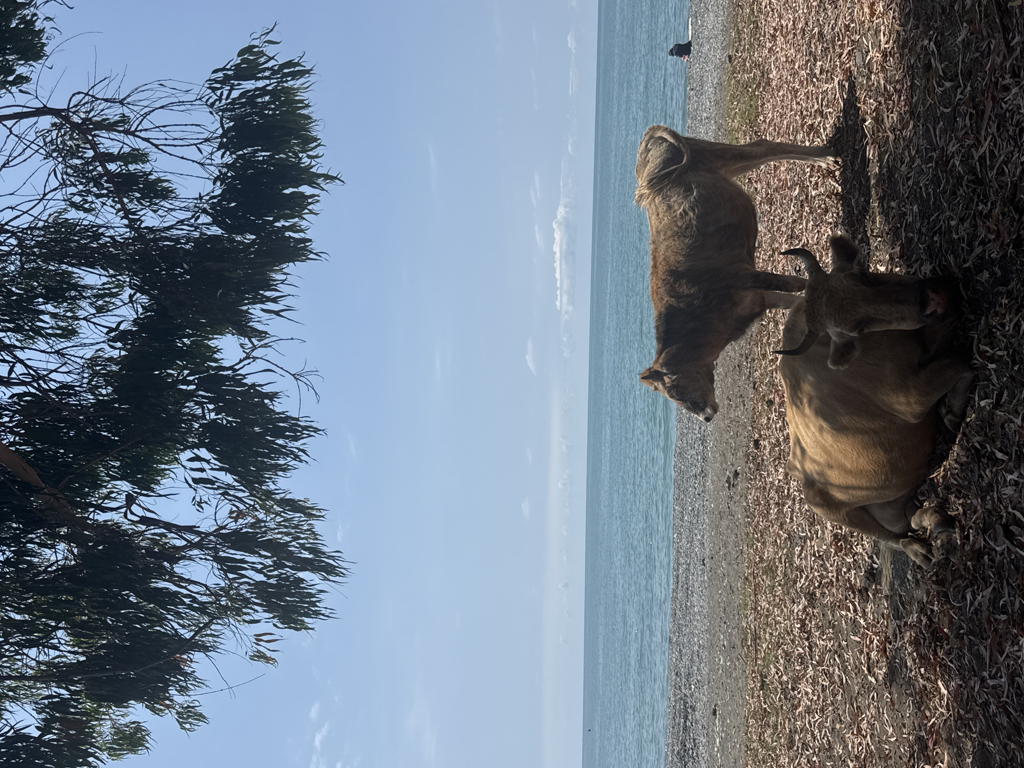 Two cows are on a beach in Kyndygh chyts, Abkhazia. One cow is lying down in the foreground, facing the camera. The other cow is standing behind it, facing to the left. The beach is covered in leaves and debris. The sea is visible in the background, with a clear blue sky above. There is a single person sitting on the beach in the distance.