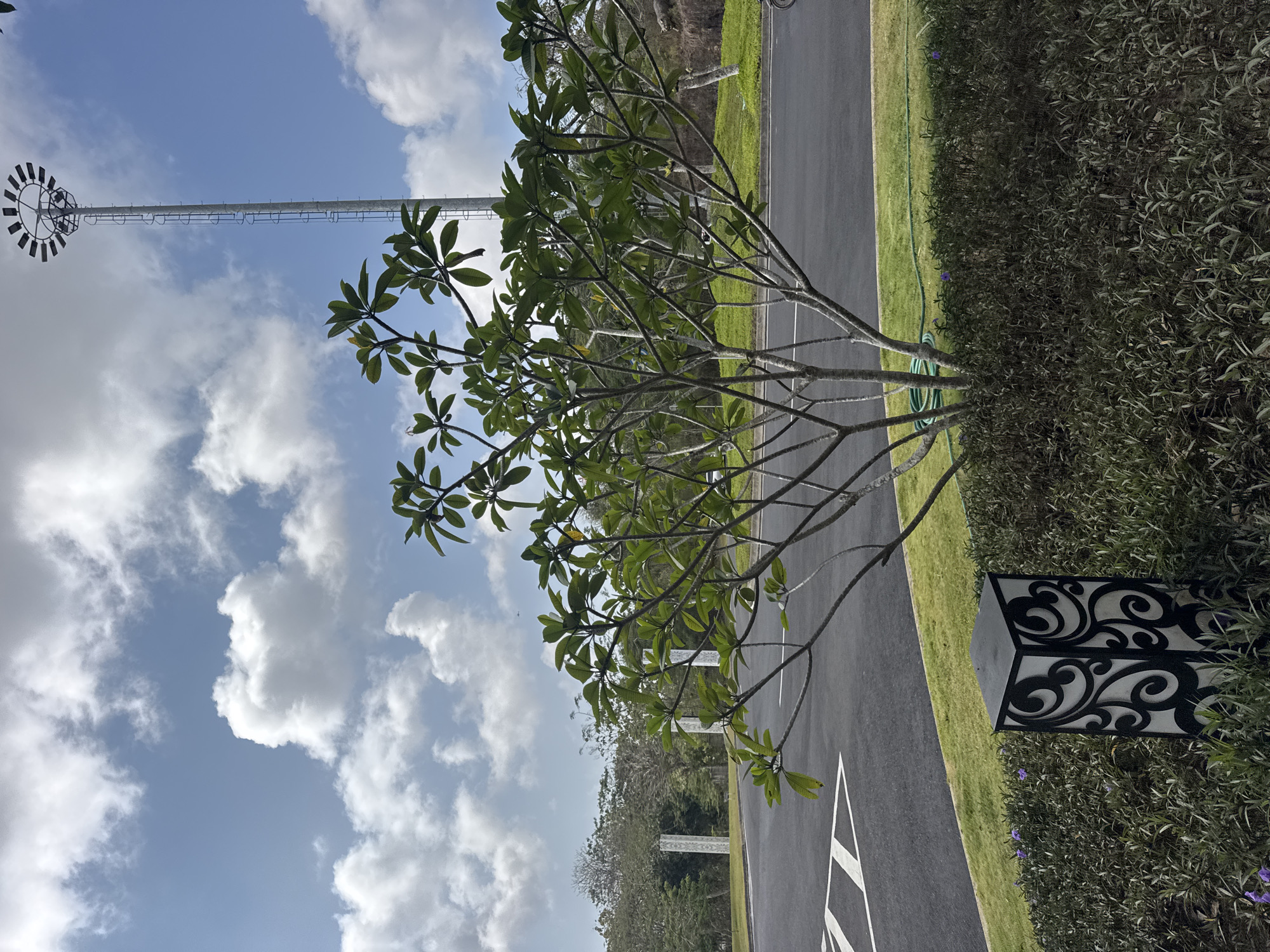 The image depicts an outdoor scene with a tree in the foreground, a lamppost in the background, and a street. The sky is blue with scattered white clouds. In the foreground, a small tree with green leaves and gray branches stands in a bed of dark green shrubs. A black and white patterned lamp is situated in the shrubs. Behind the tree, a paved road with white markings is visible. To the right of the road is a grassy area. In the background, a tall, silver lamppost with multiple lights at its top is positioned against the sky. Further back, there are trees and what appear to be decorative pillars. The overall impression is of a well-maintained outdoor area, possibly a park or a public space in Kuta Selatan, Indonesia.