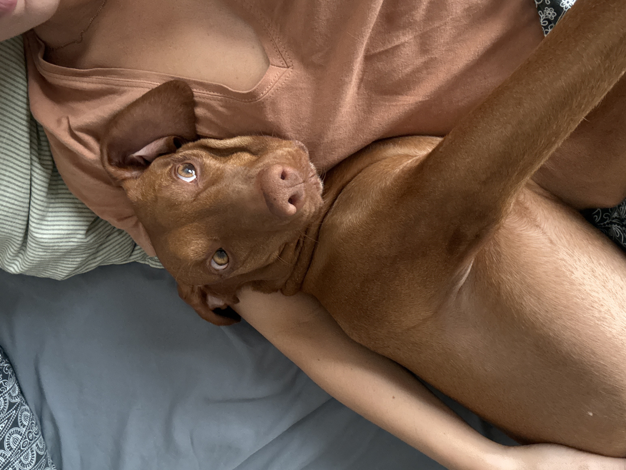 An overhead, close-up shot captures a reddish-brown dog snuggled against a person, likely in a bed. The dog, which appears to be a Vizsla breed, lies on its side with its head resting near the person's chest. Its rich, short, reddish-brown fur is prominent, and its expressive, light brown eyes gaze upwards, reflecting a gentle light. One of its floppy ears is clearly visible and folded, and its pinkish nose is also in view.
The person's identity is partially obscured. They are wearing a simple, light brown or peach-colored sleeveless top, and a bare arm extends around or beneath the dog, suggesting a comforting embrace. The setting appears to be a bedroom, indicated by the various bedding fabrics visible. To the left, there's a green and white striped fabric, while the bottom and right sides of the frame show solid dark grey fabric and a small section of black and white patterned fabric. The lighting is soft and ambient, characteristic of an indoor setting during the day or early evening. The image conveys a sense of warmth, affection, and companionship between the pet and its owner. No text is visible in the media file.