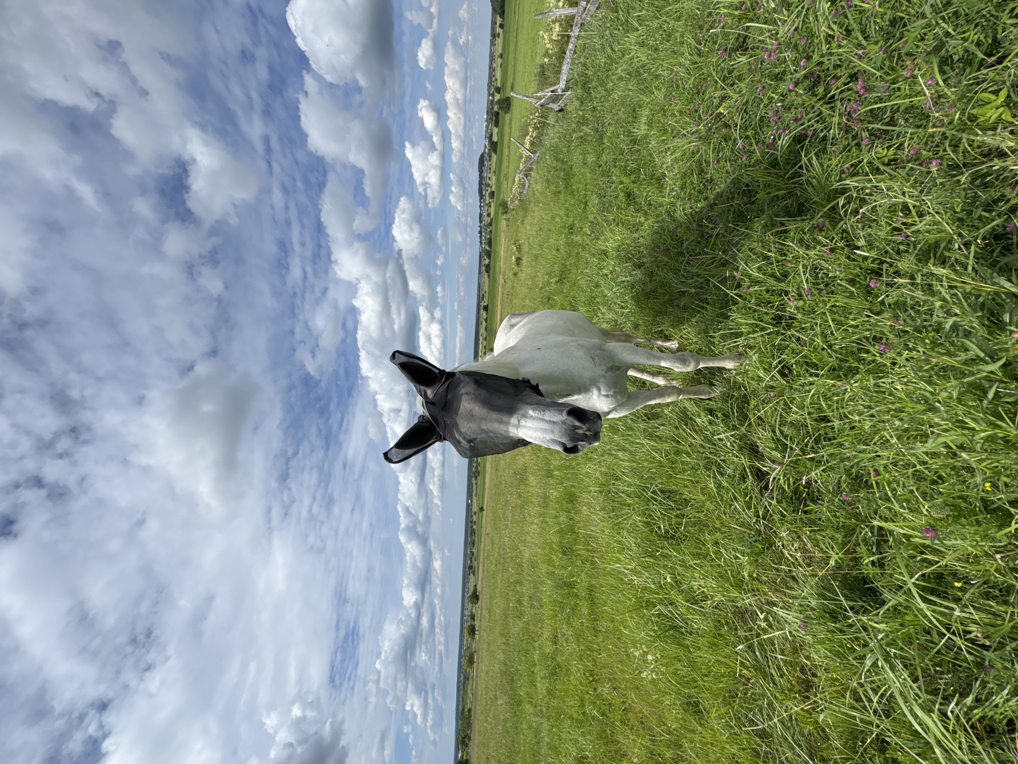 A white horse wearing a black fly mask stands in a lush green field under a partly cloudy sky. The horse is positioned in the center of the frame, facing the camera. The field stretches out to the horizon, with rolling hills and scattered trees visible in the distance. A rustic wooden fence runs along the right side of the field. The sky is filled with fluffy white clouds against a bright blue backdrop. The overall scene suggests a rural or pastoral setting, possibly in the countryside near Kaporskoe, Russia.