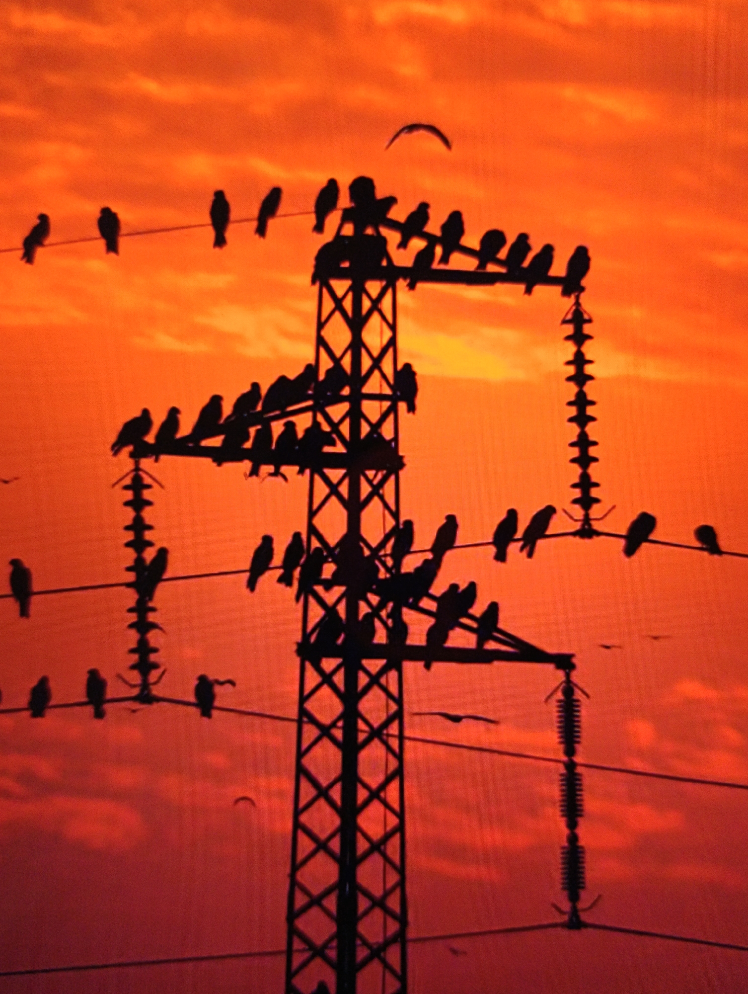 A silhouette of a metal electrical transmission tower stands against a bright orange and red sunset sky. The tower is populated with numerous birds perched on its various crossbeams and the power lines that extend from it. More birds are perched on the power lines extending away from the tower. A single bird is flying in the sky above the tower. The location is Unknown, Unknown.