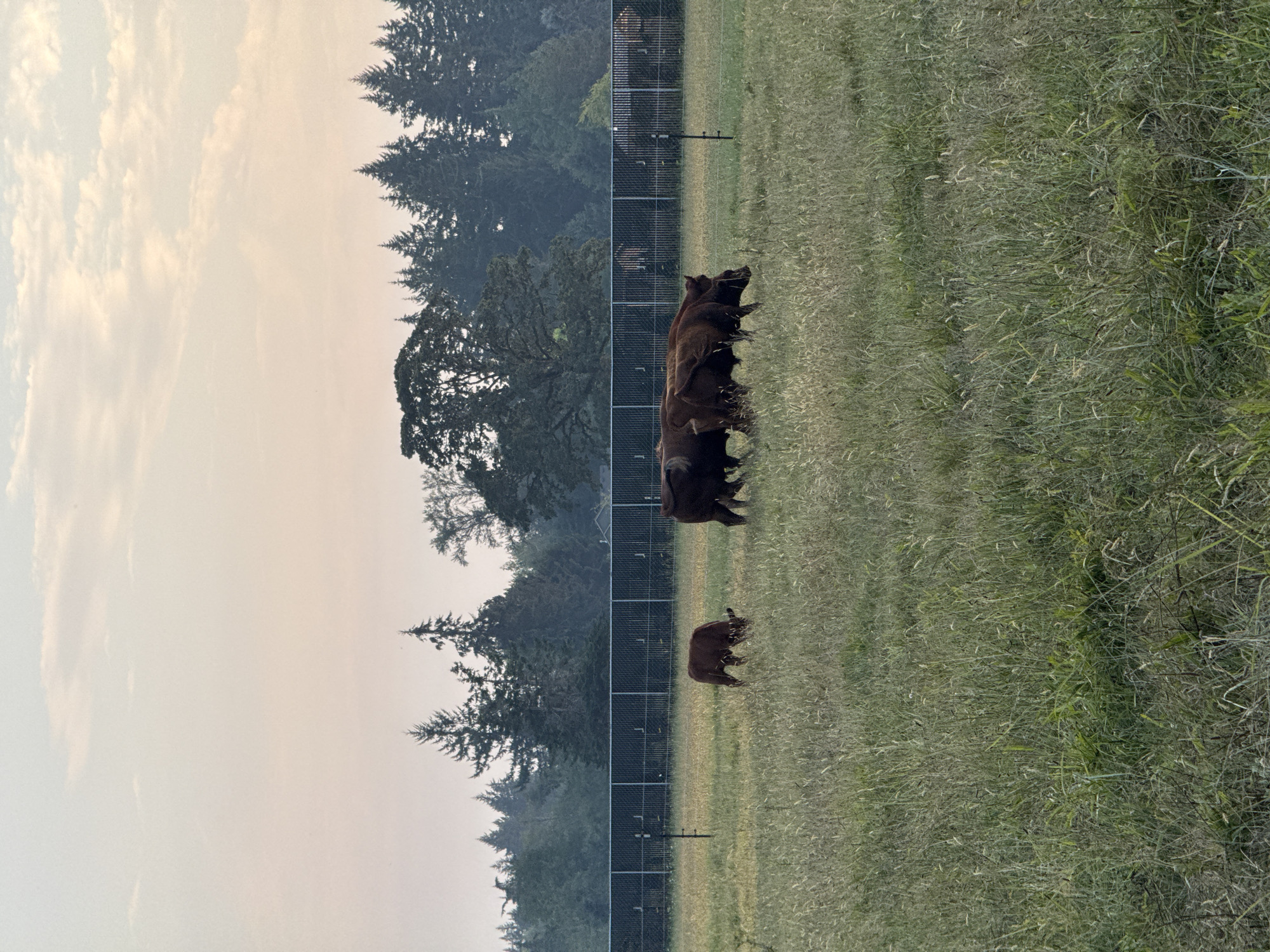 In a grassy field in Vancouver, Washington, USA, a small herd of cows graze under a hazy sky. A dark brown cow and a calf are in the foreground to the left, with two more adult cows in the middle right. A black metal fence runs horizontally across the middle ground, separating the field from a densely wooded area. The trees are a mix of evergreens and deciduous varieties, creating a thick forest backdrop. The sky above is a pale, dusty pink, indicating either sunrise or sunset, or possibly smoke from wildfires. The overall atmosphere is serene and rural.