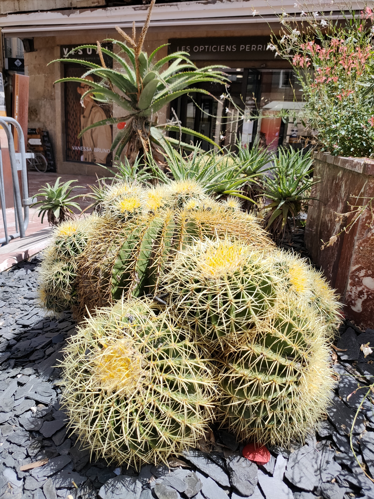 The image shows a close-up of several barrel cacti with prominent yellow spines and some blooming yellow flowers, set against a backdrop of aloe vera plants and a building. The cacti are planted in dark grey slate chips. In the background, a shop window displays a mannequin wearing a tan trench coat, with text on the window including "VANESSA BRUNO" and "LES OPTICIENS PERRI...". The lighting suggests it is a sunny day. The scene appears to be outdoors, possibly on a street in Perpignan, France, given the provided location context. The overall mood is one of a sunny, dry environment, highlighting the resilience of desert-like plants in an urban setting. There are also some delicate pink and white flowers growing in a planter to the right of the image. A metal fence is visible on the left side.