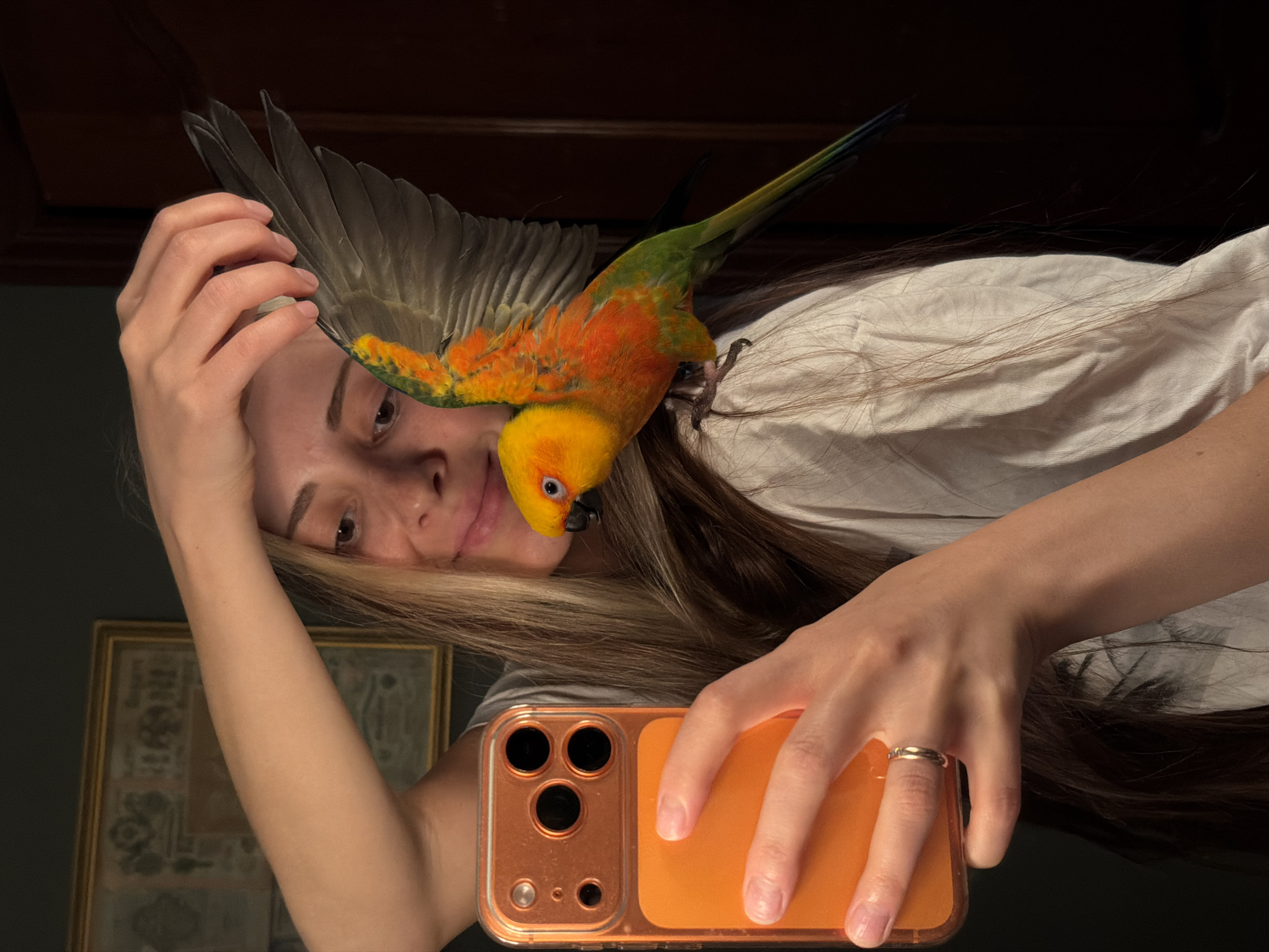This media file captures a close-up, overhead shot of a woman and a sun conure parrot, taken in what appears to be a dimly lit indoor setting. The woman is lying down, with her head tilted and her arm raised, holding a smartphone to take a selfie. Her long, blonde hair is spread out around her, partially covering her white shirt. The parrot is perched on her head and shoulder, with its wings spread. The bird's vibrant orange, yellow, and green plumage stands out against the woman's hair and clothing.
The lighting suggests it might be evening or a room with artificial light, creating shadows on the woman's face and accentuating the textures of her hair and the parrot's feathers. A framed artwork hangs on the wall in the background, adding a subtle element to the scene. The woman's expression is partially obscured by her hand and the parrot, but she appears relaxed and perhaps amused by the bird's presence. Her fingers, adorned with a simple ring, are visible as she holds the orange-cased phone. The overall atmosphere is intimate and playful, highlighting the bond between the woman and her pet. There is no visible text in the image.