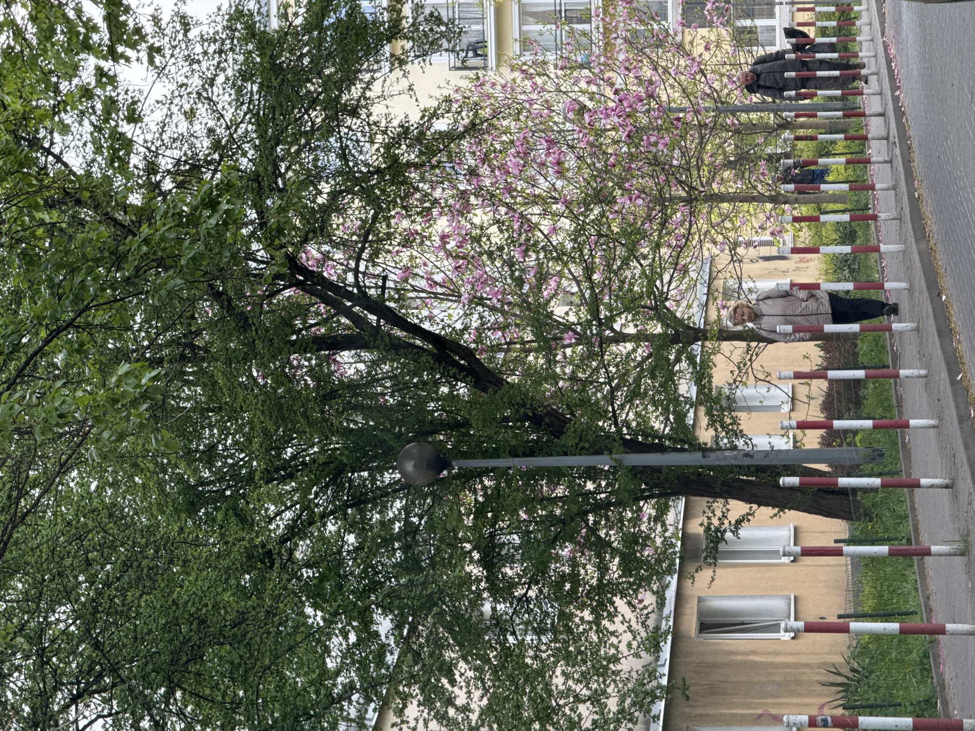 This media file captures an outdoor urban scene, likely a street or sidewalk area in a residential setting during daytime. The image, if correctly oriented, features a vibrant display of nature and human presence.
In the foreground and mid-ground, several trees dominate the left and central parts of the frame. One tree exhibits dense green foliage, while another, positioned slightly to the right, is covered in numerous delicate pink blossoms, indicative of springtime. Through the branches, a bright, possibly overcast sky is visible. A street light with a spherical lamp is situated centrally, its pole extending upwards, partially hidden by the tree branches.
In the background, behind the trees, several multi-story buildings with light-colored (beige or pale yellow) facades and rectangular windows are visible, suggesting apartment blocks or residential structures.
Along the right side of the image, a row of red and white striped bollards or barriers runs parallel to a paved sidewalk or road, marking its edge. Two individuals are present on the sidewalk. In the bottom-right foreground, an older woman with light hair, wearing a light-colored jacket and dark trousers, stands casually near the barriers, looking towards the right side of the frame. Further along the sidewalk, in the mid-ground, an older man with dark hair, dressed in a dark jacket and dark trousers, is also standing near the barriers, facing a similar direction. Both individuals appear to be observing their surroundings or waiting.
The lighting suggests it is daytime, likely late morning or afternoon, with diffused light indicating an overcast or hazy sky. The scene is calm and depicts an everyday moment in an urban environment. There is no visible text in the image.