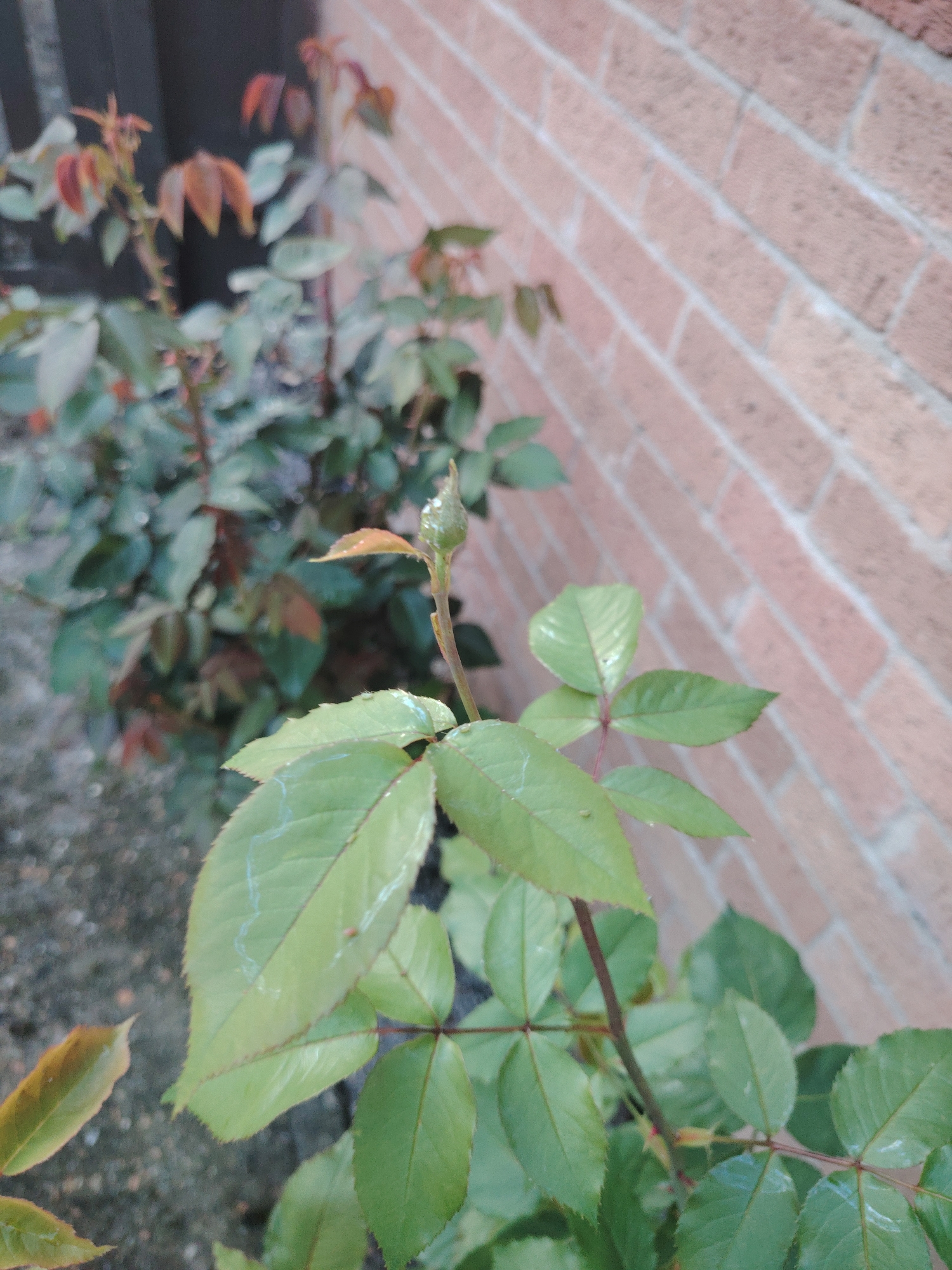 An outdoor close-up photograph, taken in Huntingdonshire, United Kingdom, depicts a rose bush. In the foreground, several green rose leaves are visible, some bearing moisture droplets and one exhibiting a distinct white linear mark on its surface. These leaves emanate from a reddish-brown stem which leads vertically to a light green, tightly closed rose bud, marked with granular surface texture. The blurred background on the left reveals further rose bushes with reddish-brown new growth. A light reddish-brown brick wall with visible mortar lines forms the background on the right. No people or animals are present.
