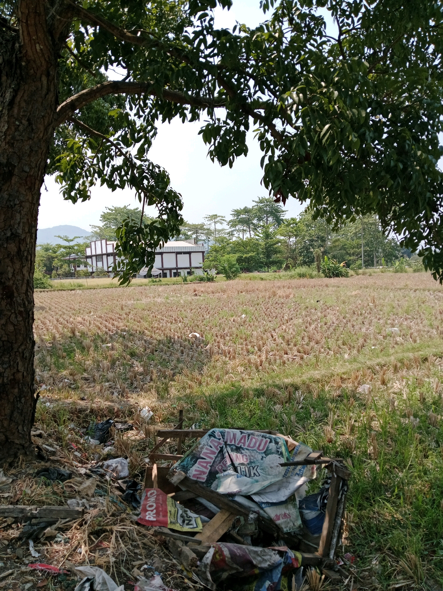 A medium-shot, eye-level, outdoor scene captures a dry, harvested field in Karangtengah, Indonesia. A large tree trunk on the left provides shade for a pile of discarded materials, including plastic bags, wooden debris, and what appears to be a disassembled wooden crate filled with various papers and fabrics. In the middle ground, the field is covered in dry stalks, suggesting a recent harvest. In the background, a white building with brown accents is visible amidst lush green trees and a hazy mountain range. The sky is bright and clear. The scene appears to be an open, rural or semi-rural area, possibly on the outskirts of the city.