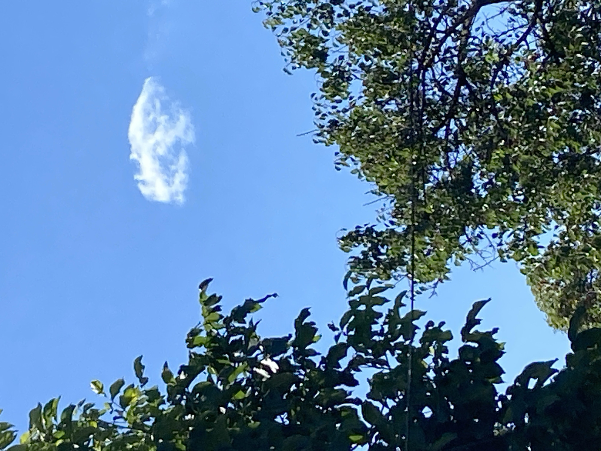 The image is a close-up, eye-level shot of trees against a bright blue sky. The leaves are predominantly dark green, with some lighter green highlights suggesting sunlight. The sky is clear, with a single, small, white cumulus cloud visible in the upper right quadrant. The foliage fills the majority of the frame, with branches and leaves obscuring large portions of the sky. There are no people or man-made structures visible in the image. The lighting suggests it is daytime, likely mid-morning or afternoon, given the brightness of the sky and the direct sunlight on the leaves. The scene is generic and could be found in a park or residential area with mature trees. Without further context, it is impossible to definitively place this image in Uman, Ukraine, as it depicts a common natural scene.