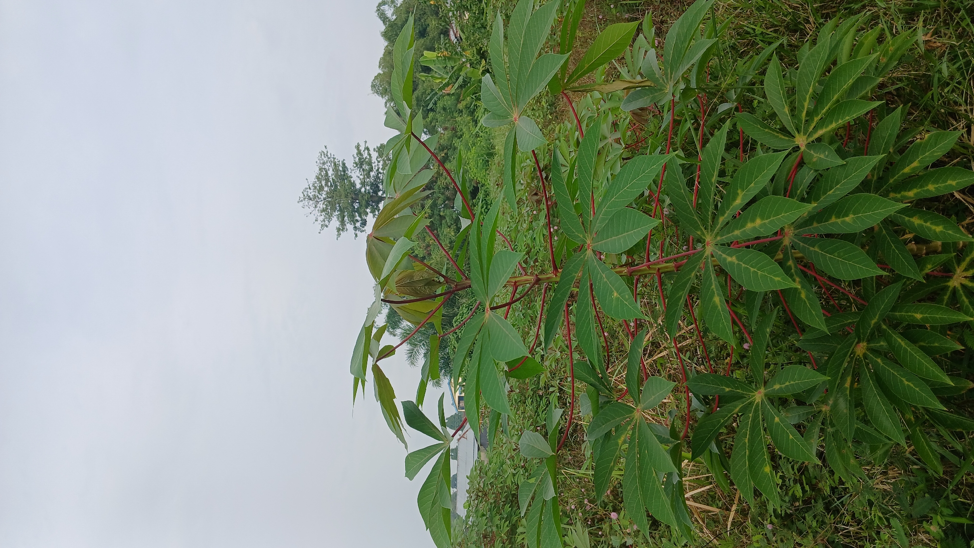 A tall, leafy cassava plant with green, palmate leaves and reddish stems stands in the foreground. The plant is surrounded by lush green vegetation and tall grass. In the background, there are trees, some of which appear to be palm trees, and a few buildings with gray roofs. The sky is overcast with a light gray hue, suggesting a cloudy day. The scene depicts an outdoor environment, likely a rural area or agricultural land, possibly located in Klambir Lima Kebun, Indonesia. There are no people or animals visible in the image.